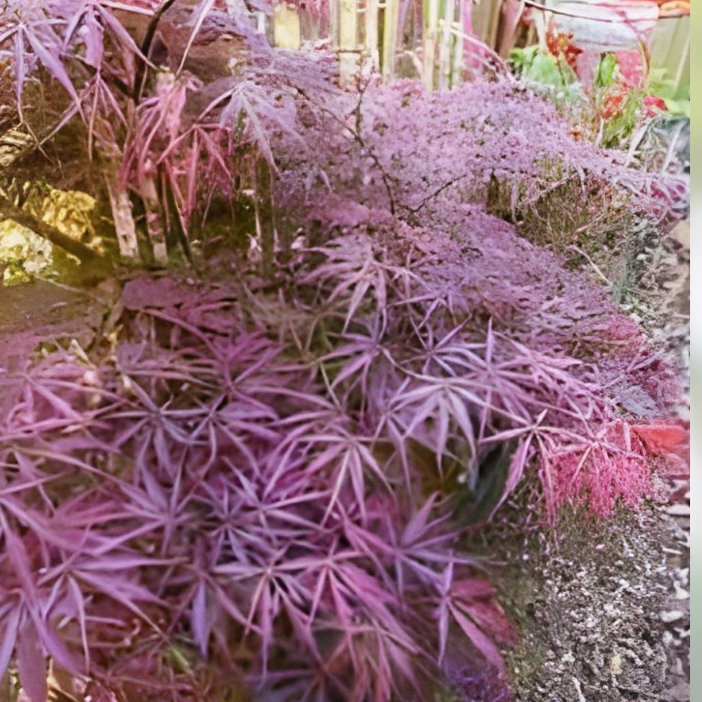 Japanese Maple Cuttings 4+4 Weeping Tree Garnet for Rooting and Grafting Acer palmatum 'Garnet'