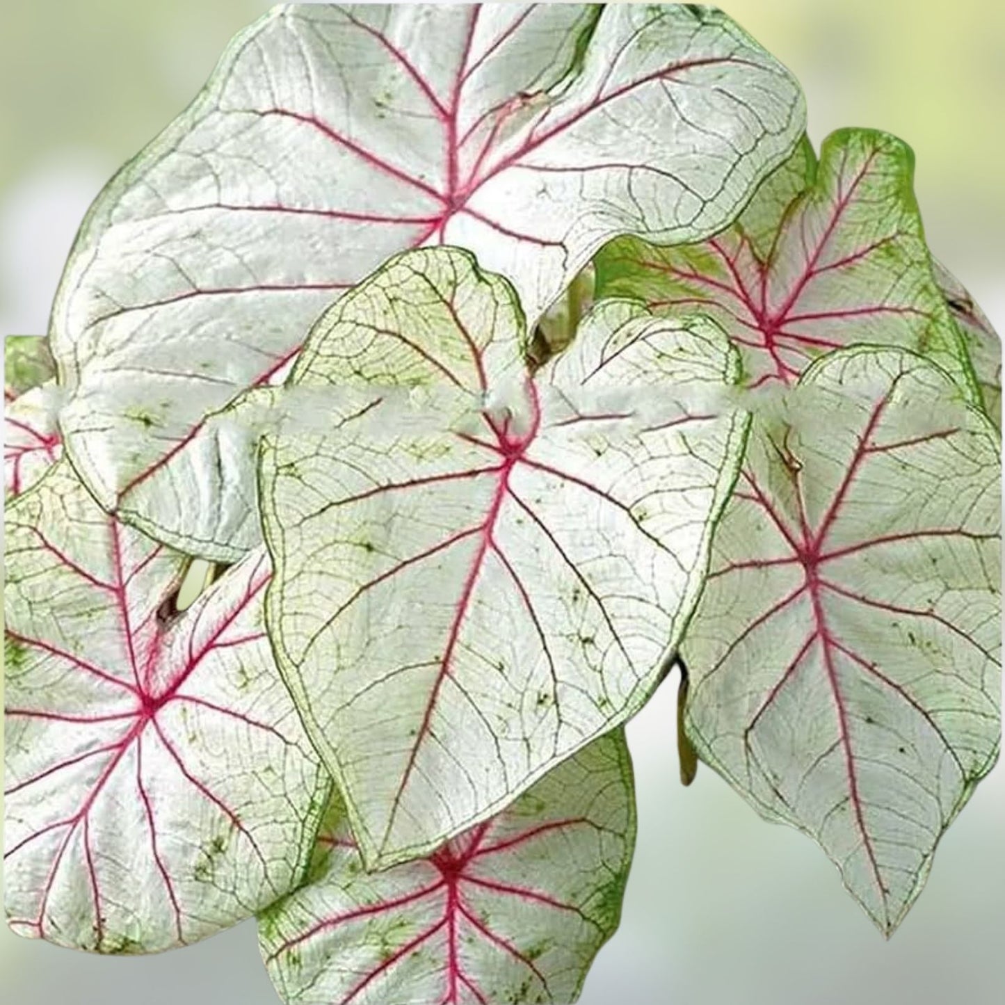 Caladium Bulbs 5 Count Florida Moonlight Caladium bicolor Bright White Foliage Indoor Outdoor Plant Bulbs