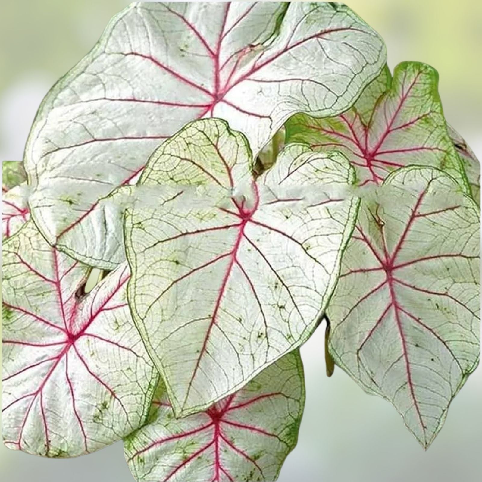 Caladium Bulbs 5 Count Florida Moonlight Caladium bicolor Bright White Foliage Indoor Outdoor Plant Bulbs