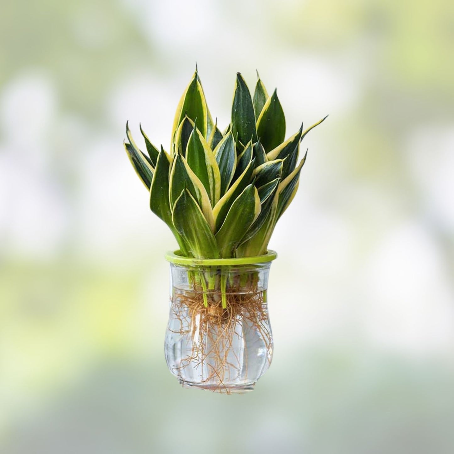 Fernwood Snake Plant Cuttings – 3 Unrooted Sansevieria Trifasciata Clippings for Indoor Houseplant Decor