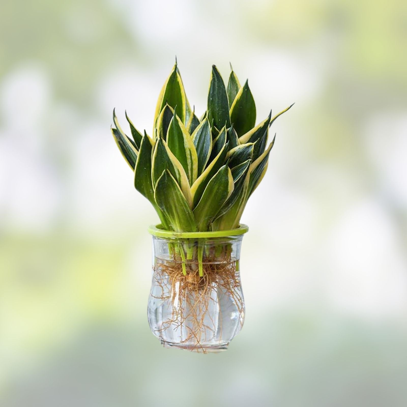 Fernwood Snake Plant Cuttings – 3 Unrooted Sansevieria Trifasciata Clippings for Indoor Houseplant Decor