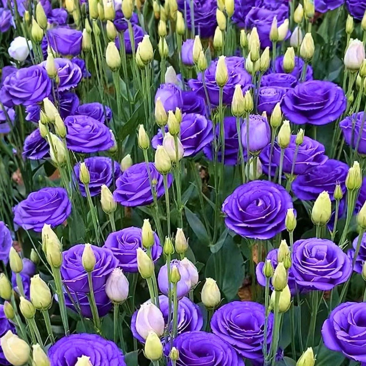 Lisianthus Seeds 125-5000 Non-GMO Heirloom Plum Belle Eustoma grandiflorum Flower Garden Seeds