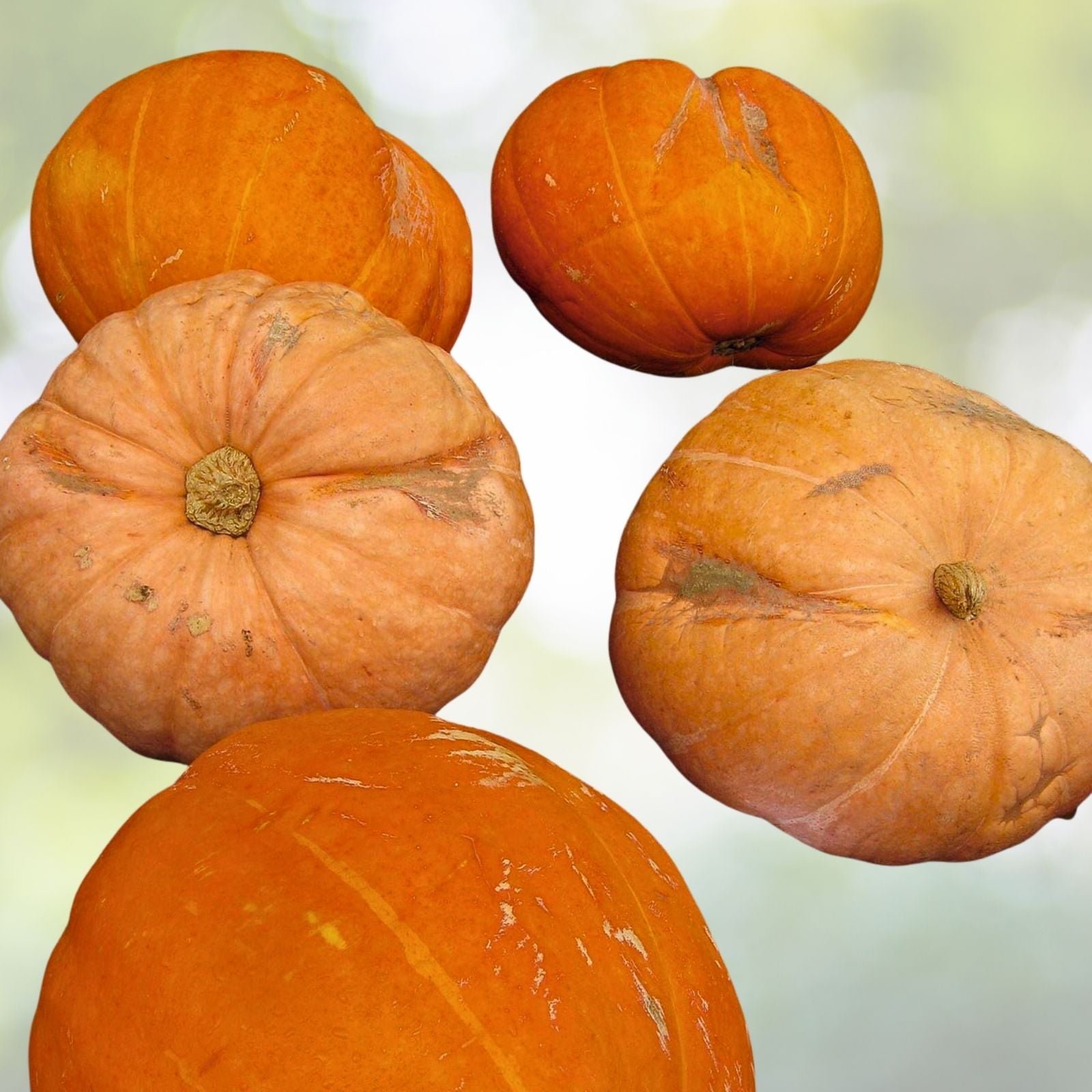 Big Max Pumpkin Seeds | Heirloom NON-GMO | Treated for Optimal Growth | Cucurbita maxima