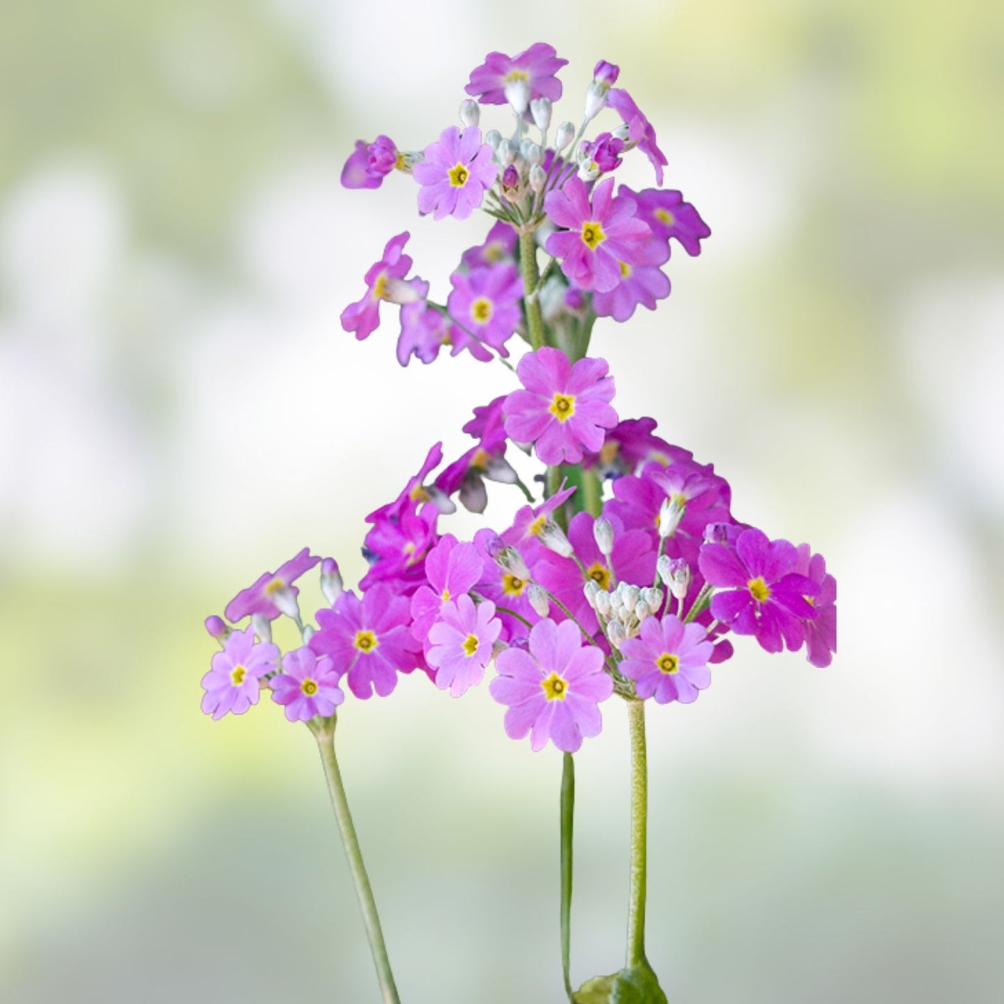Primula Mala Seeds 100 Count Pink Flowering Plant Seeds for Garden and Landscape Primula mala