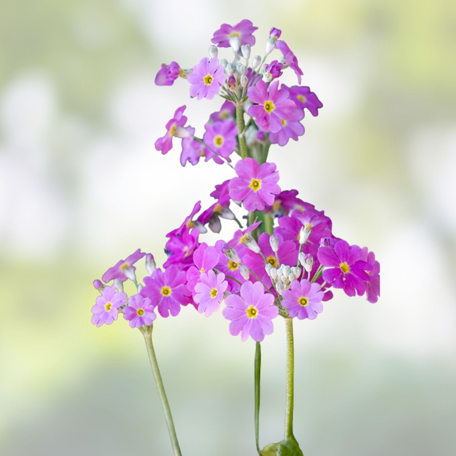 Primula Mala Seeds 100 Count Pink Flowering Plant Seeds for Garden and Landscape Primula mala