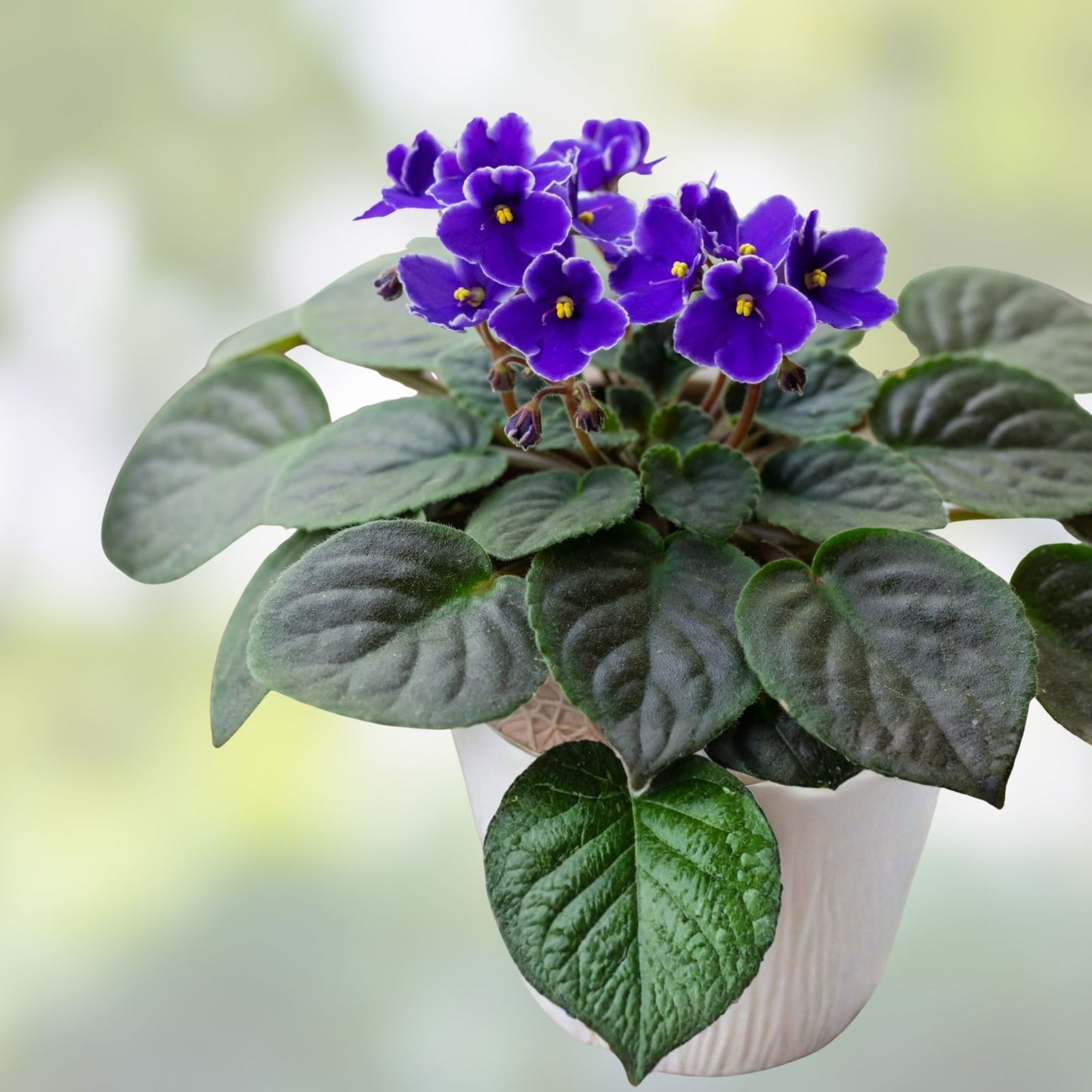African Violet Growing Booklet - Plant Care Guide for African Violets - The Showcase Way - Free Shipping