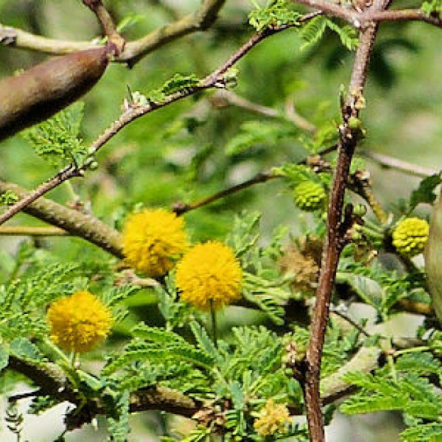 Sweet Acacia Seeds 20+ Yellow Flower Seeds Vachellia farnesiana Drought-Tolerant Plant for Gardens and Landscaping