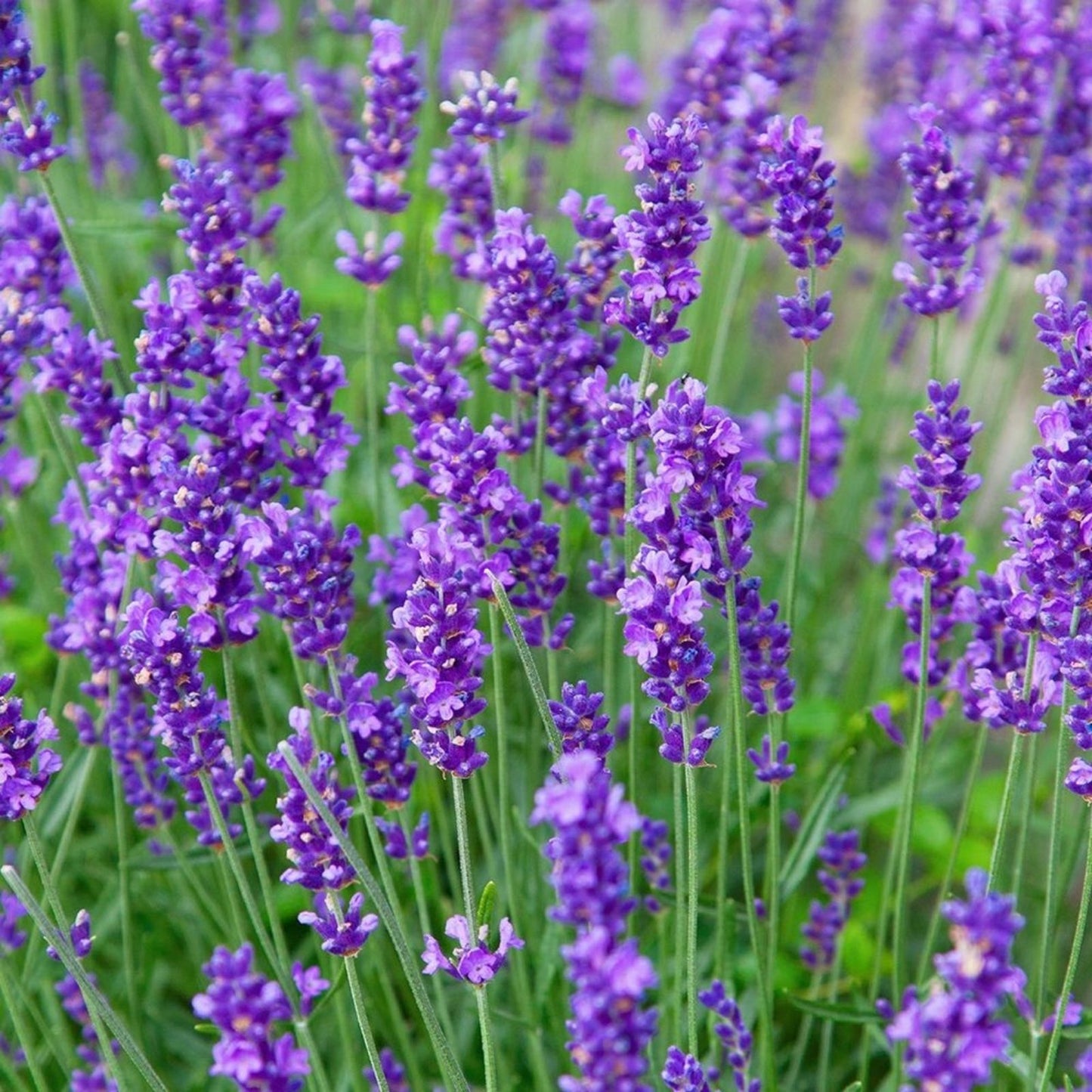 Phenomenal Lavender Live Plant - Healthy Starter, Easy-to-Grow Perennial Herb, Lavandula angustifolia