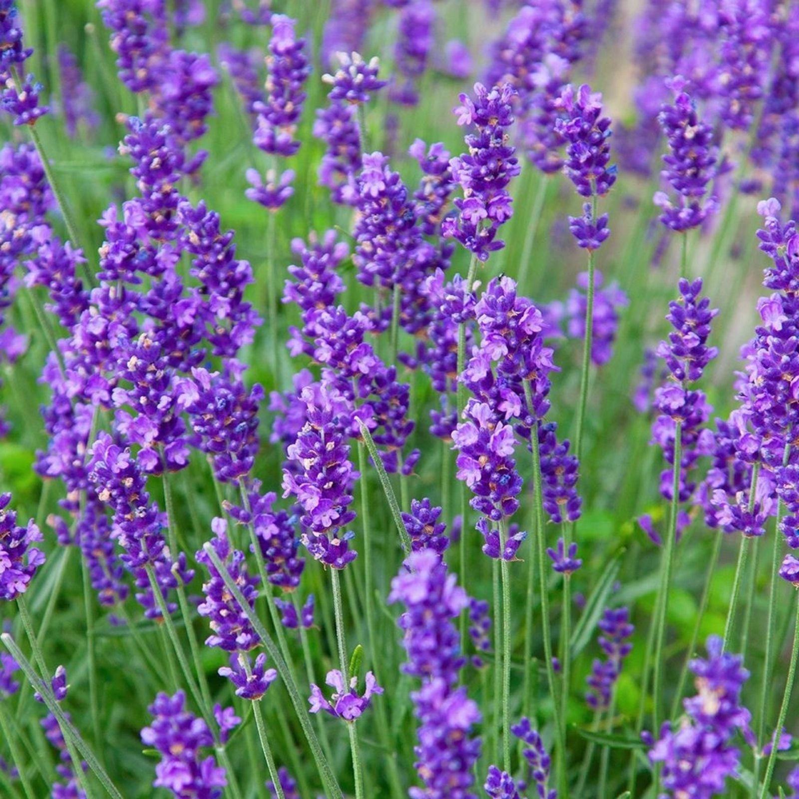 Phenomenal Lavender Live Plant - Healthy Starter, Easy-to-Grow Perennial Herb, Lavandula angustifolia