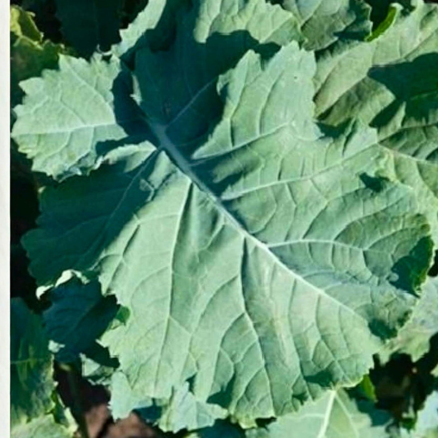 Kale Seeds 50+ Non-GMO Premier Variety for Salads and Cooking Brassica oleracea