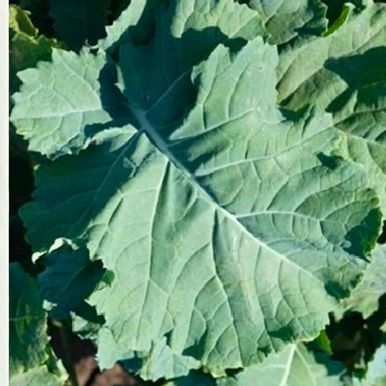 Kale Seeds 50+ Non-GMO Premier Variety for Salads and Cooking Brassica oleracea