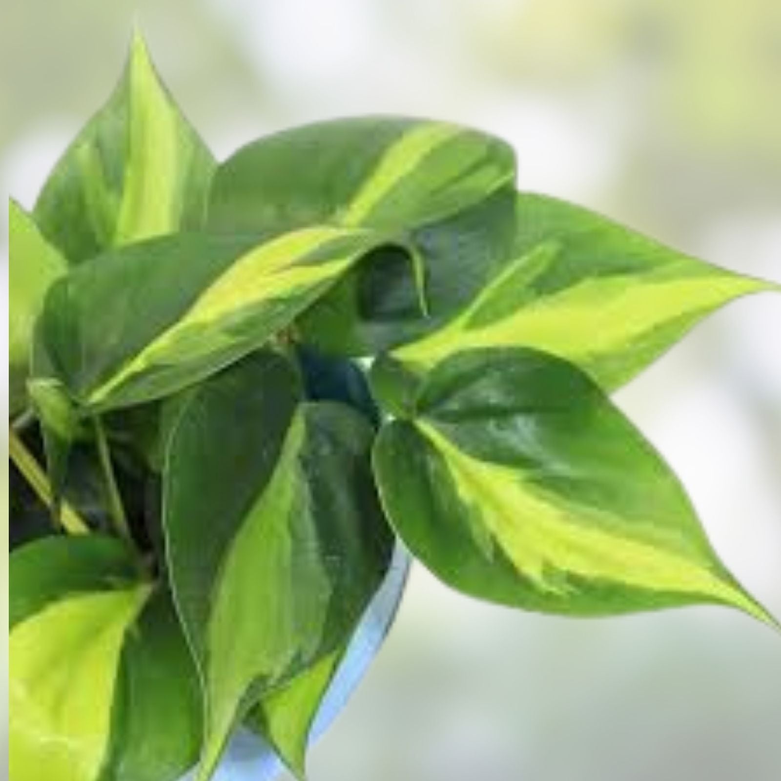 Pothos Plant - Variegated Brasil - Rooted Live Indoor Houseplant - Epipremnum aureum 'Brasil'