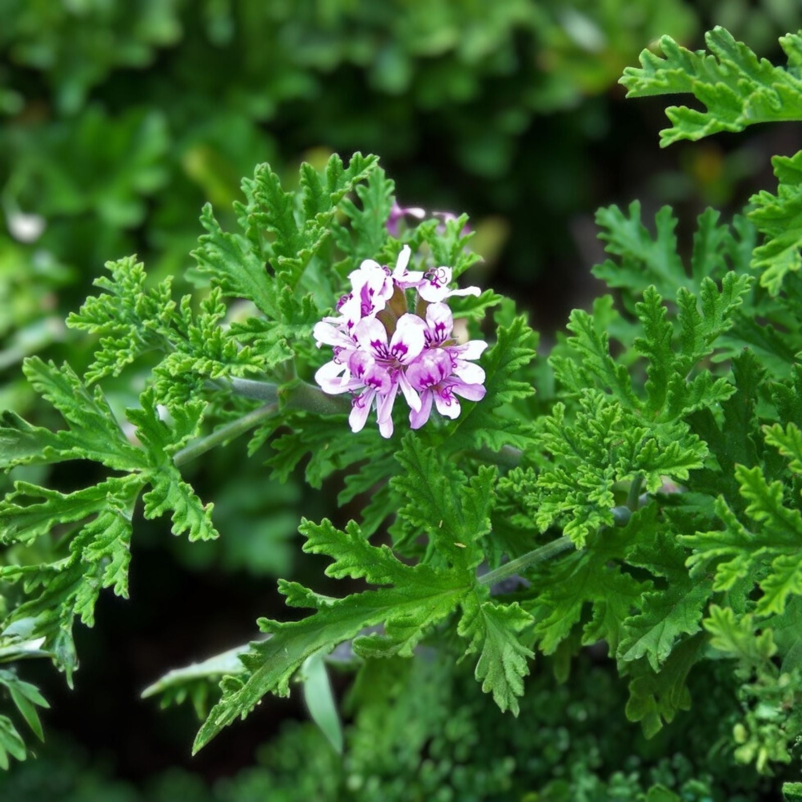 Rose Scented Geranium Cuttings (6) - Pelargonium graveolens - Aromatic Herb for Gardening and Home Decor