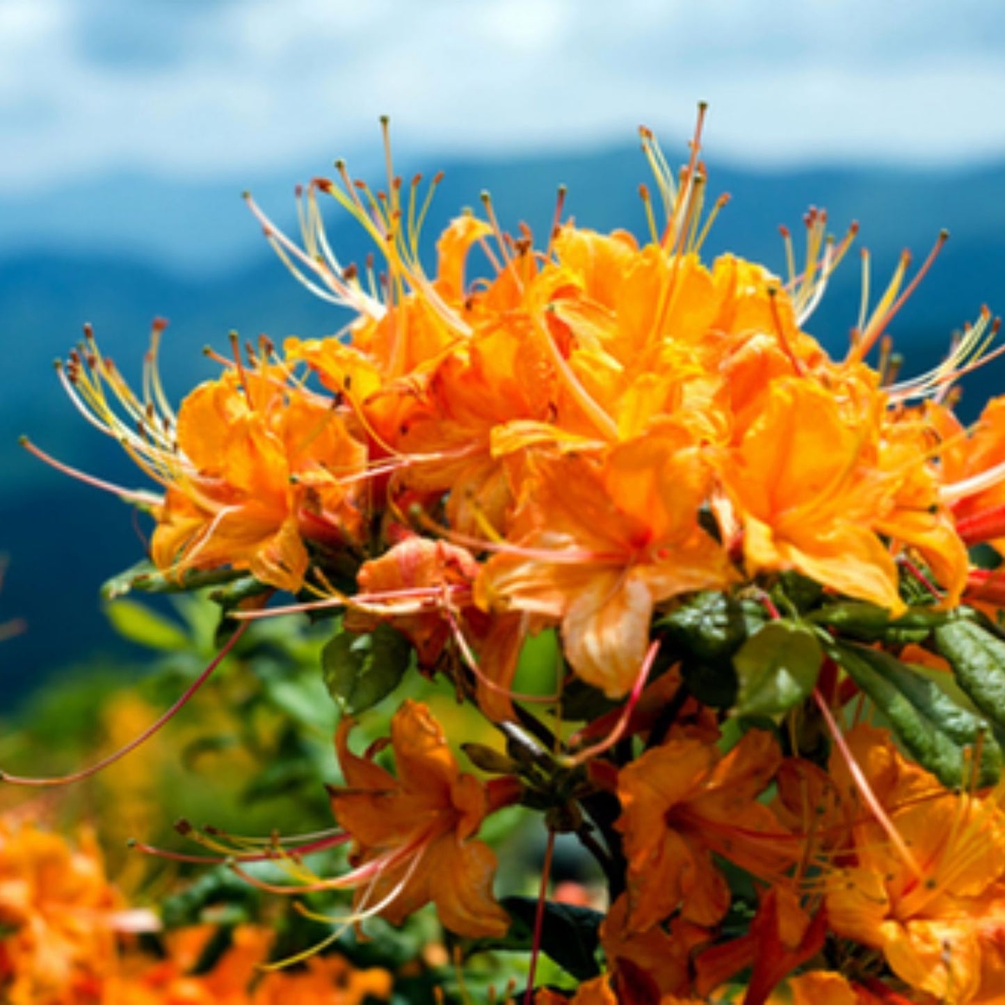 Dancing Rabbit Aromi Azalea Starter Plant - Deciduous Rhododendron - Small Size - Ornamental Shrub