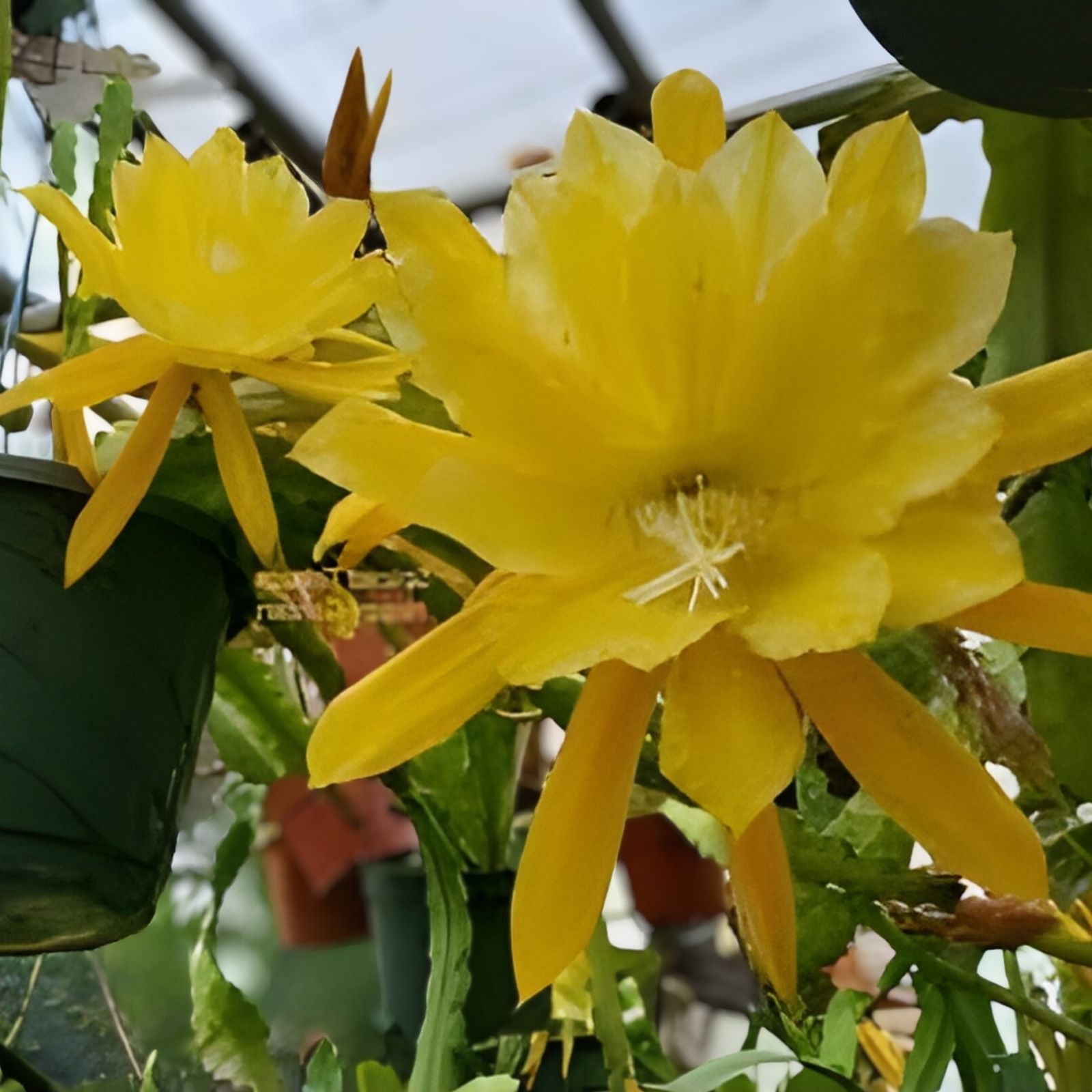 Epiphyllum 'Chardonnay Twist' Unrooted Cutting - Rare Orchid Cactus - Unique Succulent Plant for Propagation