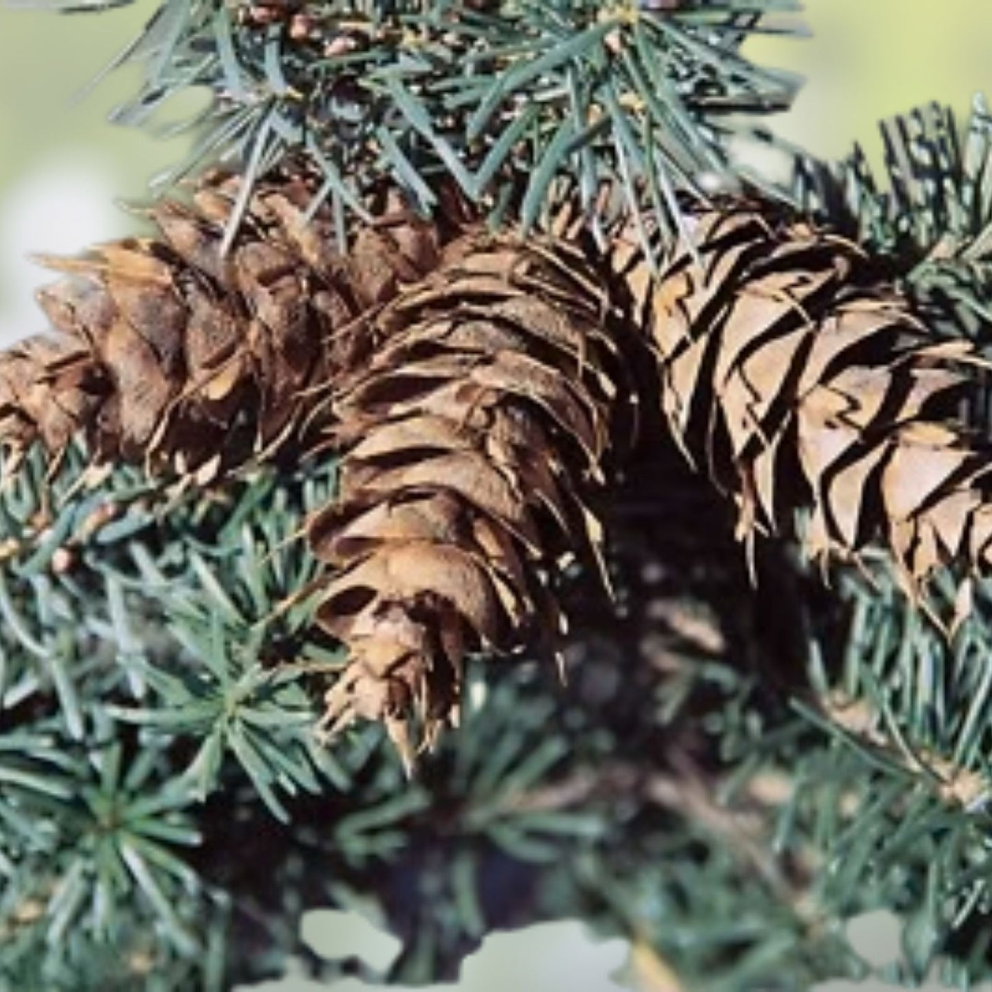 Blue Douglas Fir Seeds, 20 Pack, Evergreen Tree Seeds, Pseudotsuga menziesii, Conifer Seeds for Gardening and Landscaping