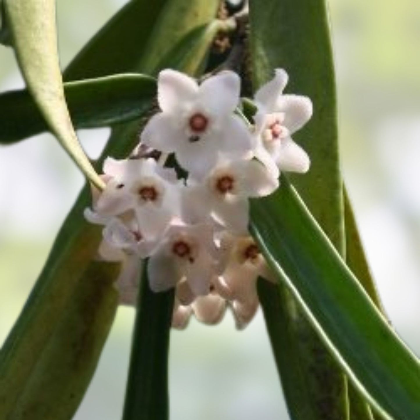 Hoya Longifolia Starter Plant Wall String Bean Indoor Outdoor Houseplant - Hoya longifolia