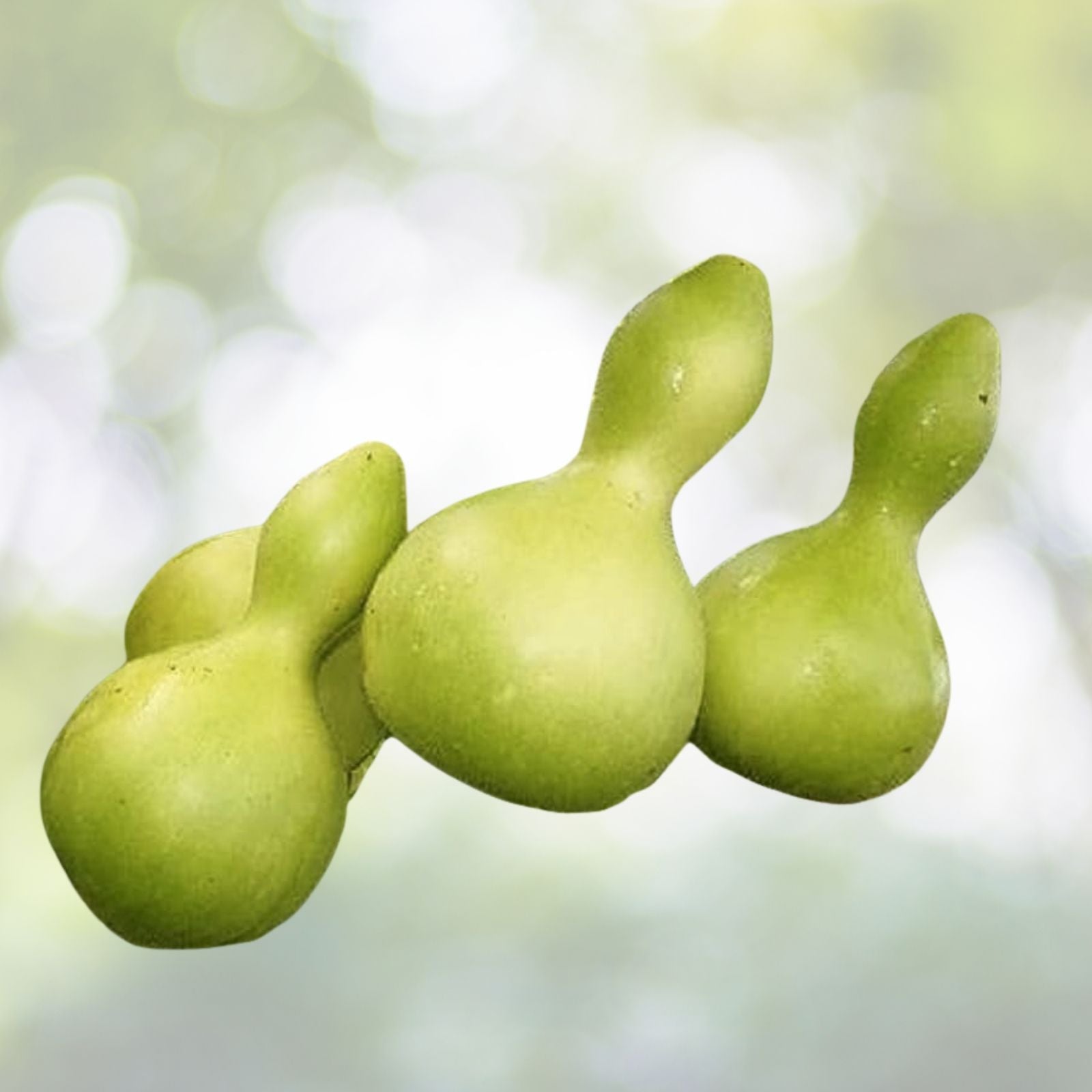 Bottle Gourd Seeds - 10+ Calabash Craft Variety (Lagenaria siceraria) - Asian Buddha Squash Vegetable - USA