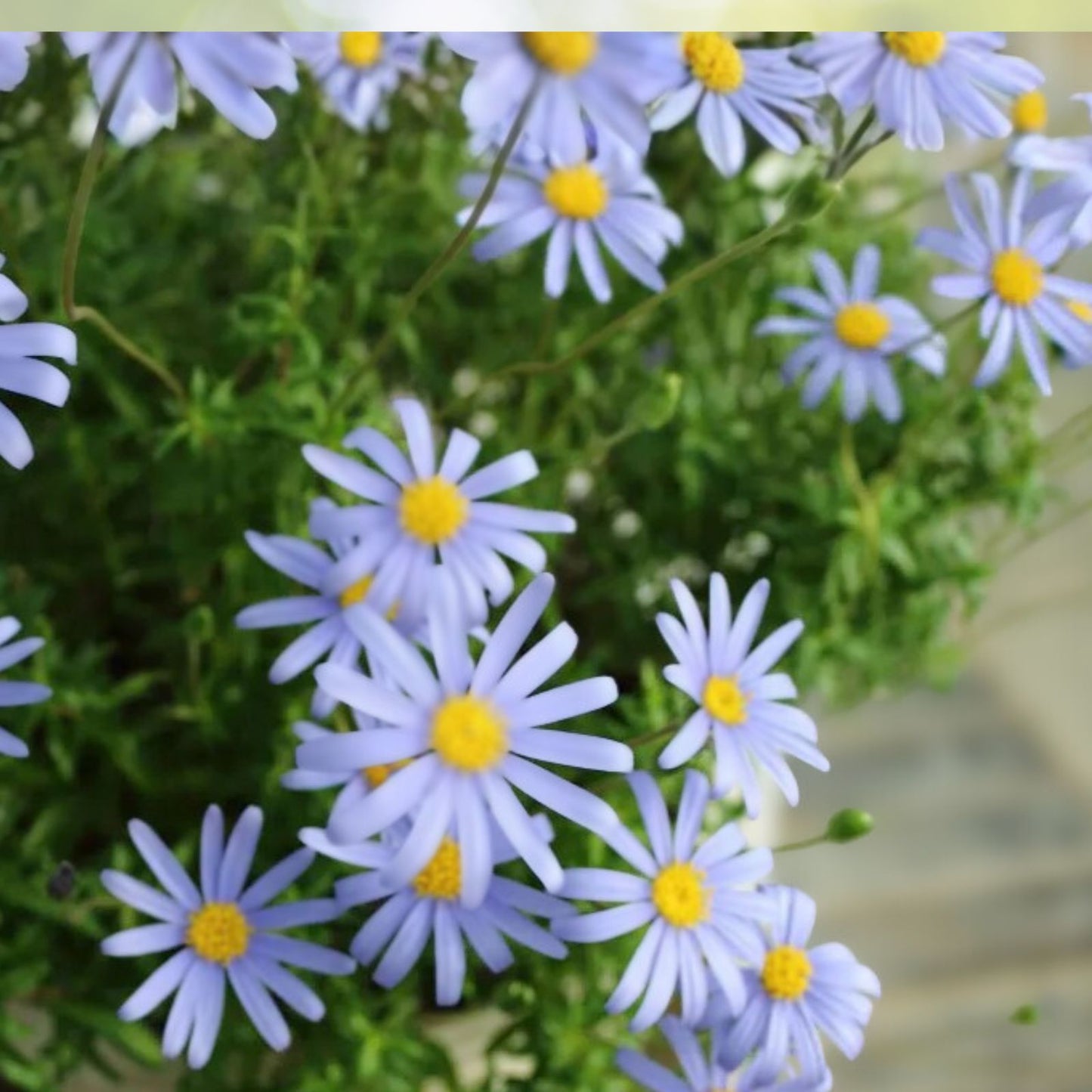Blue Daisy Plant - 3 Inch Pot - Well-Rooted Perennial - Felicia amelloides