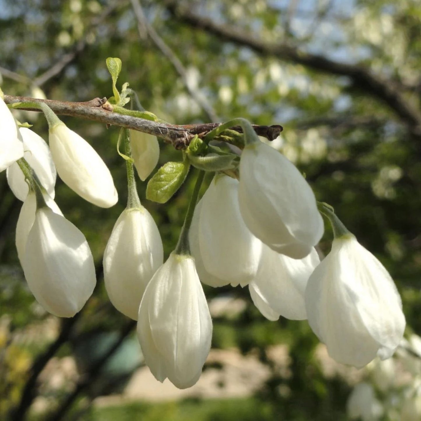 Carolina Silverbell Tree Seeds - 6 Large Halesia carolina Native Tree Seeds for Planting