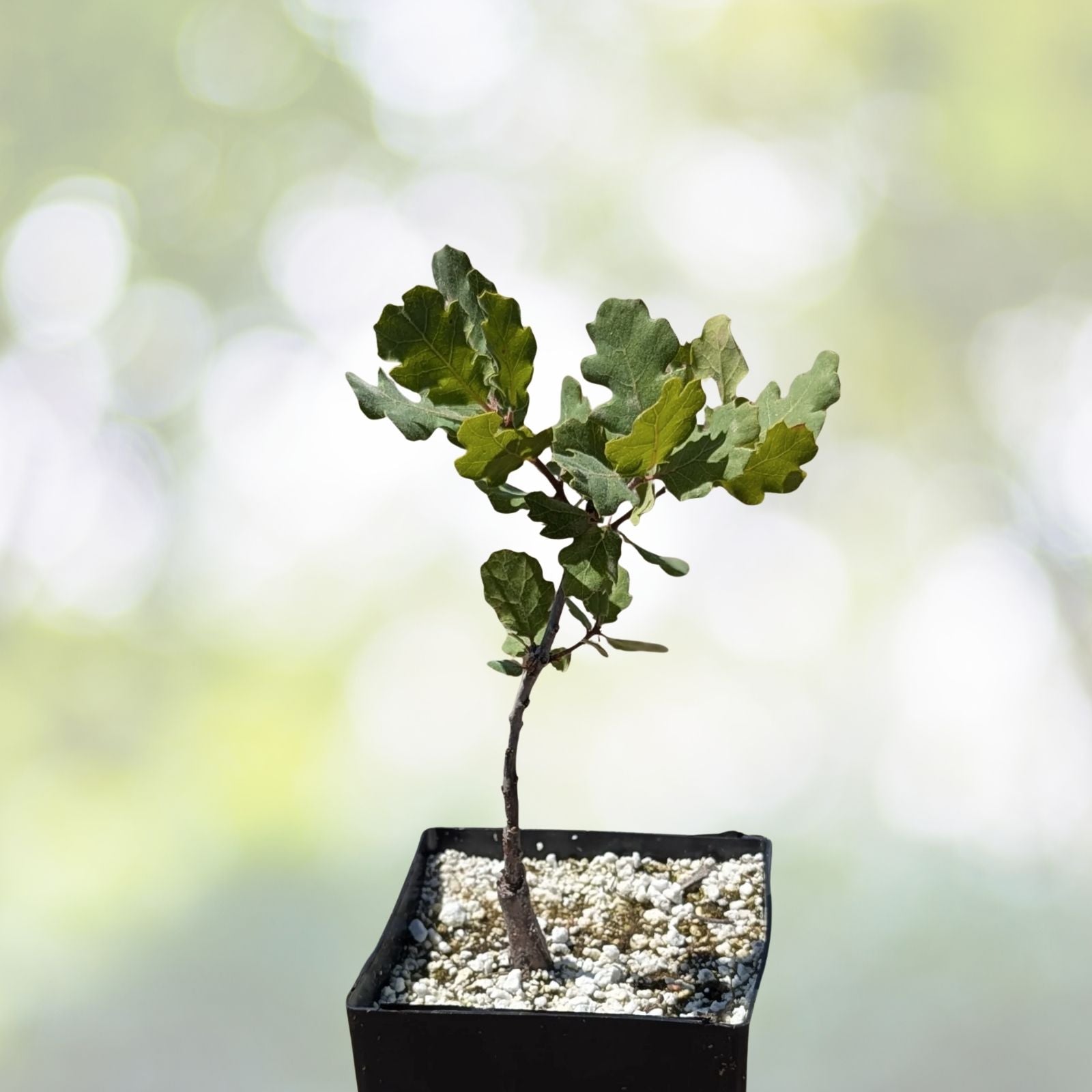 Blue Oak Bonsai Seeds - 15 Count - Quercus macrocarpa - 2023 Harvest - Free Shipping