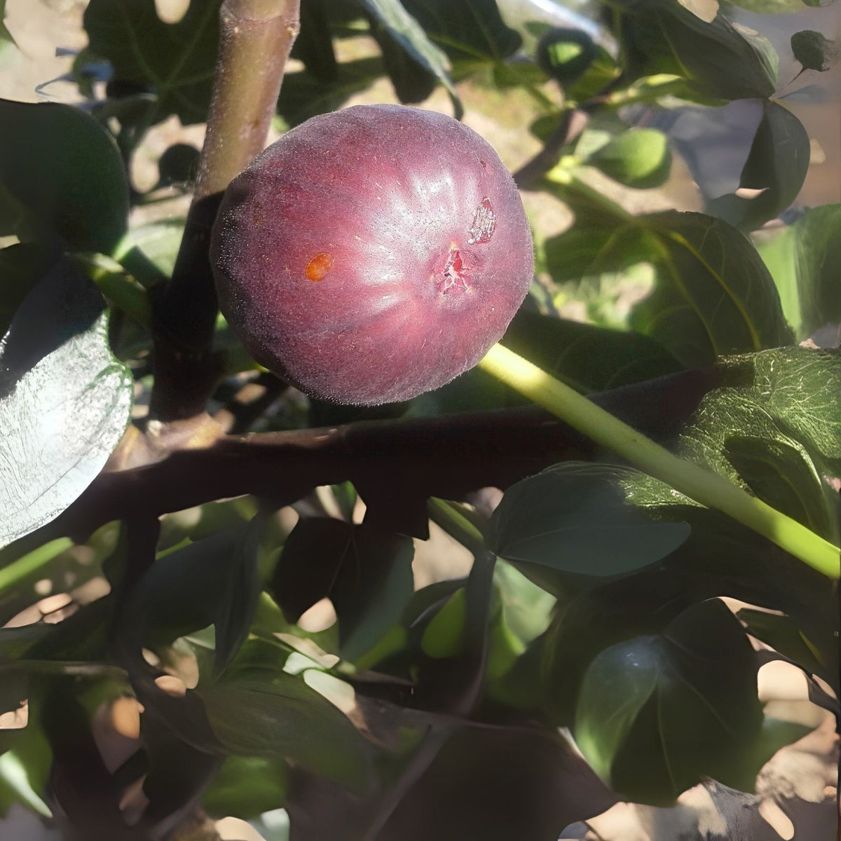 Chicago Hardy Fig Plant - Live Potted Self-Pollinating Variety - Ficus carica - Perfect for Zones 6-10