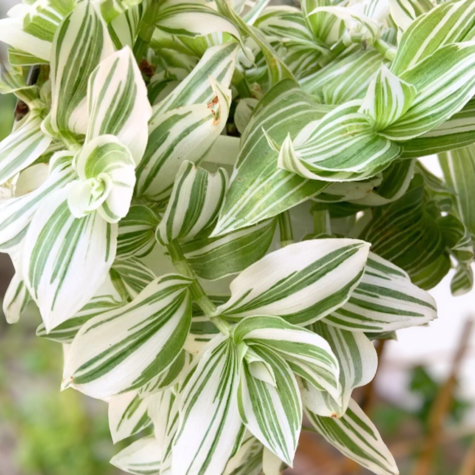 Tradescantia Albiflora Cuttings - 7 Pieces Wandering Jew Houseplant - Easy Care Indoor Plant - Green and White Variegation