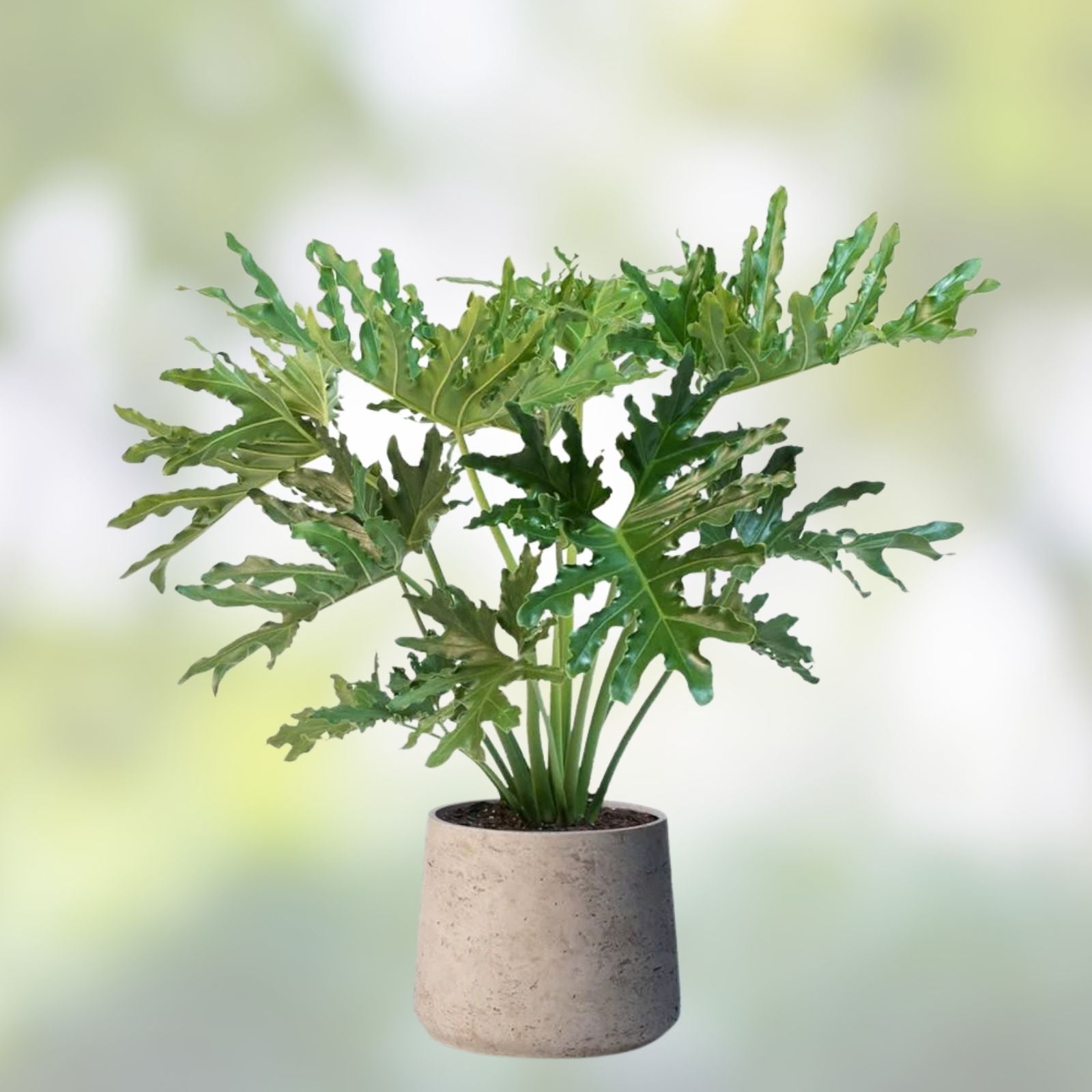 Lacy Tree Philodendron Seeds 15 Split Leaf Selloum Seeds Indoor House Plant Philodendron bipinnatifidum