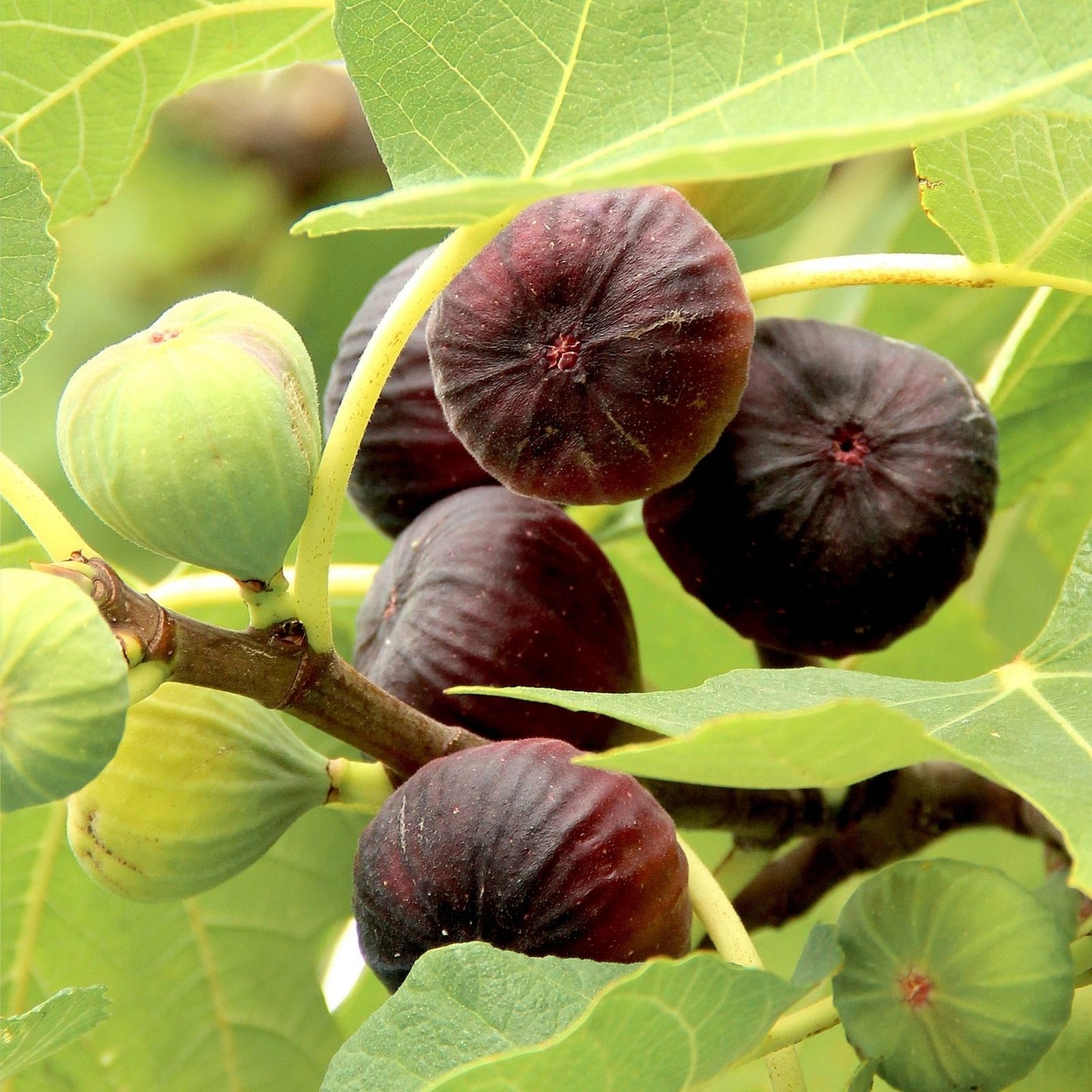 Fig Tree Cuttings Set of 6 – Takoma Violet Ficus carica – Edible, Fruit-Bearing, Garden Plant Propagation