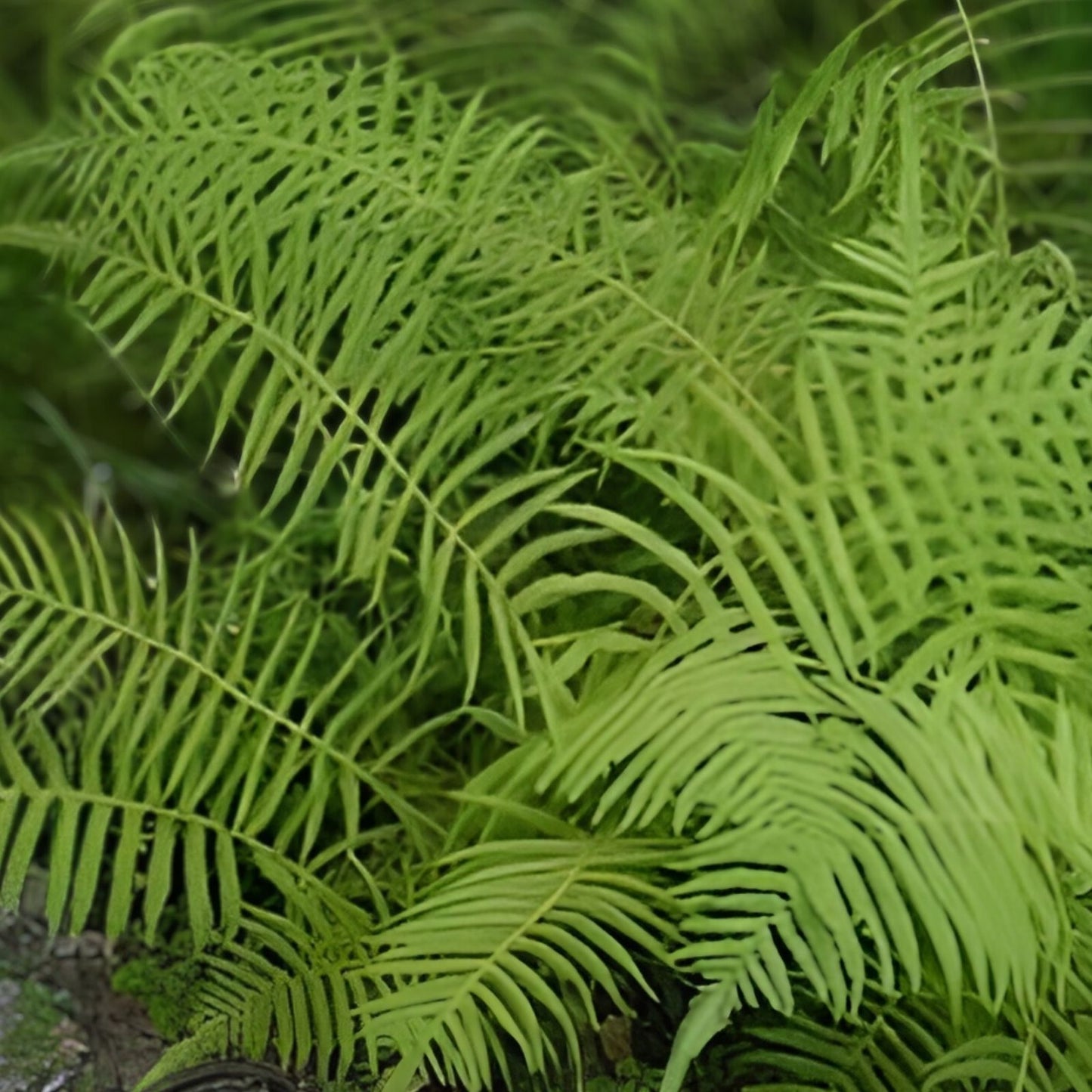 Kunth's Maiden Fern Live Plants 5-Pack - Thelypteris kunthii Southern Native Shade Fern for Garden and Indoor Decor