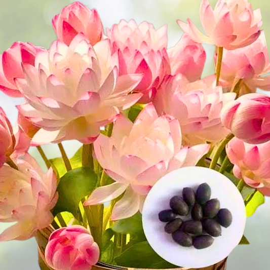 12pcs Mixed Color Lotus Seeds for Bonsai Bowl - Aquatic Garden Plants - Nymphaea Species