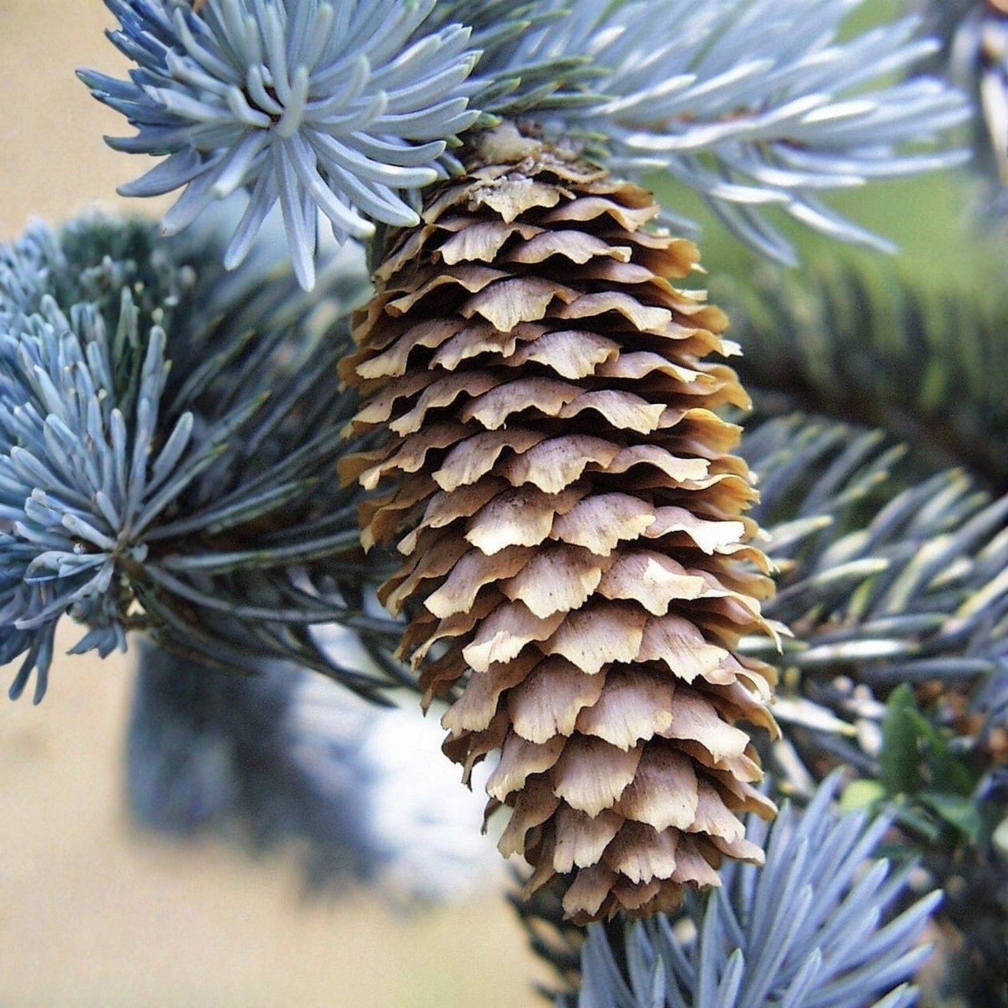 Blue Spruce Seeds 50 Pack | Colorado Blue Spruce Picea pungens Evergreen Tree Seeds for Planting