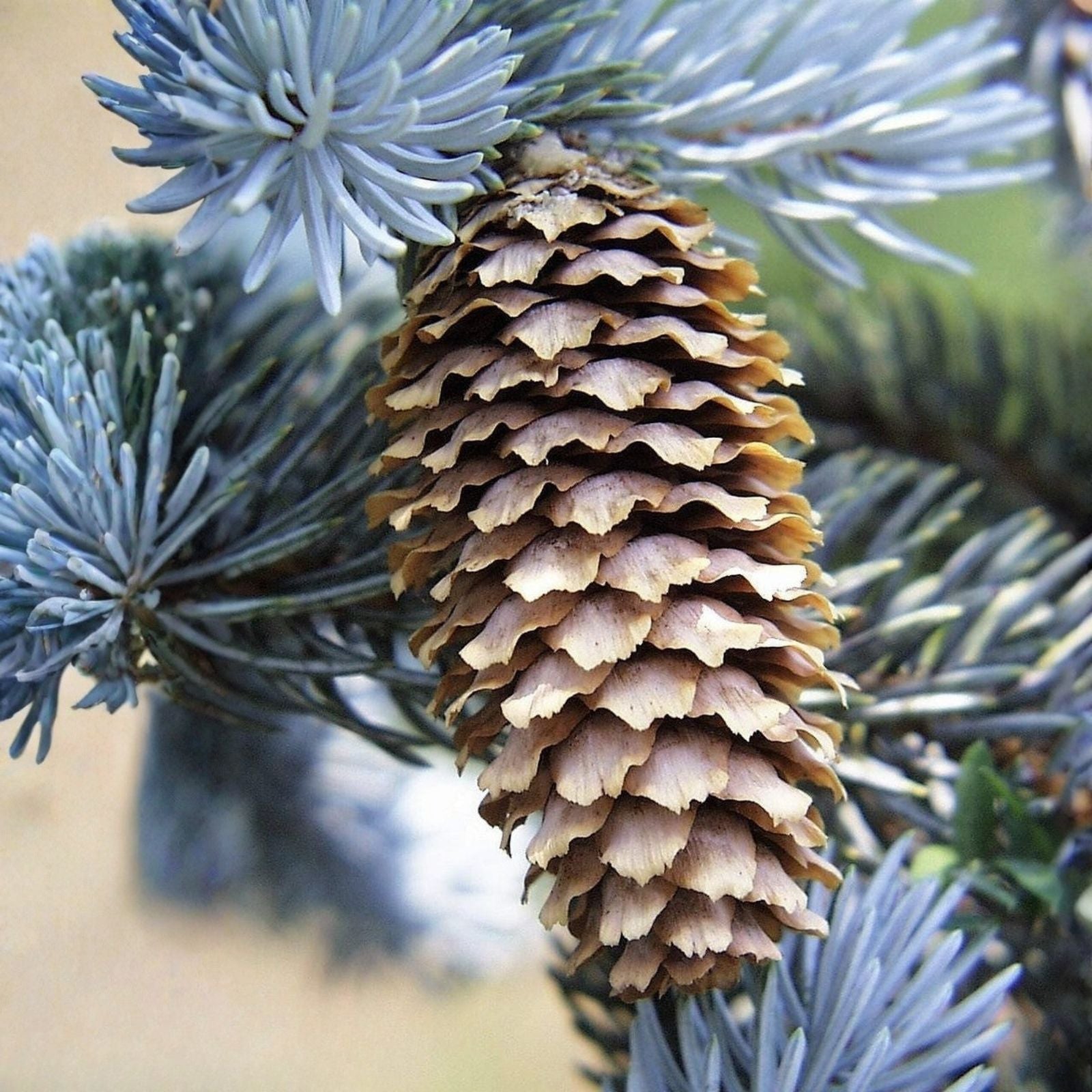 Blue Spruce Seeds 50 Pack | Colorado Blue Spruce Picea pungens Evergreen Tree Seeds for Planting