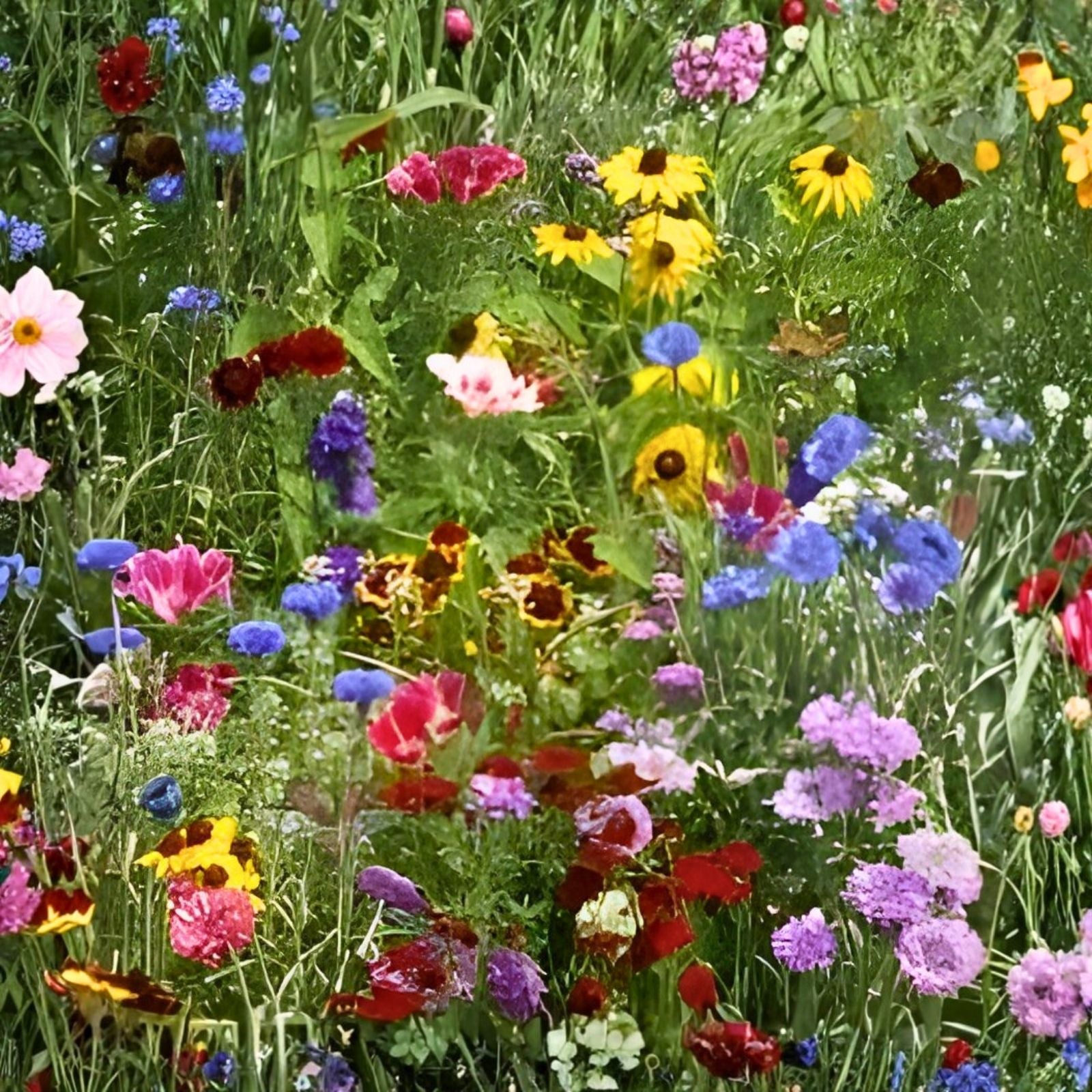 Hummingbird & Butterfly Wildflower Seed Mix – 200 Organic Seeds – Nectar-Rich Pollinator Seeds – Non-GMO Planting Mix