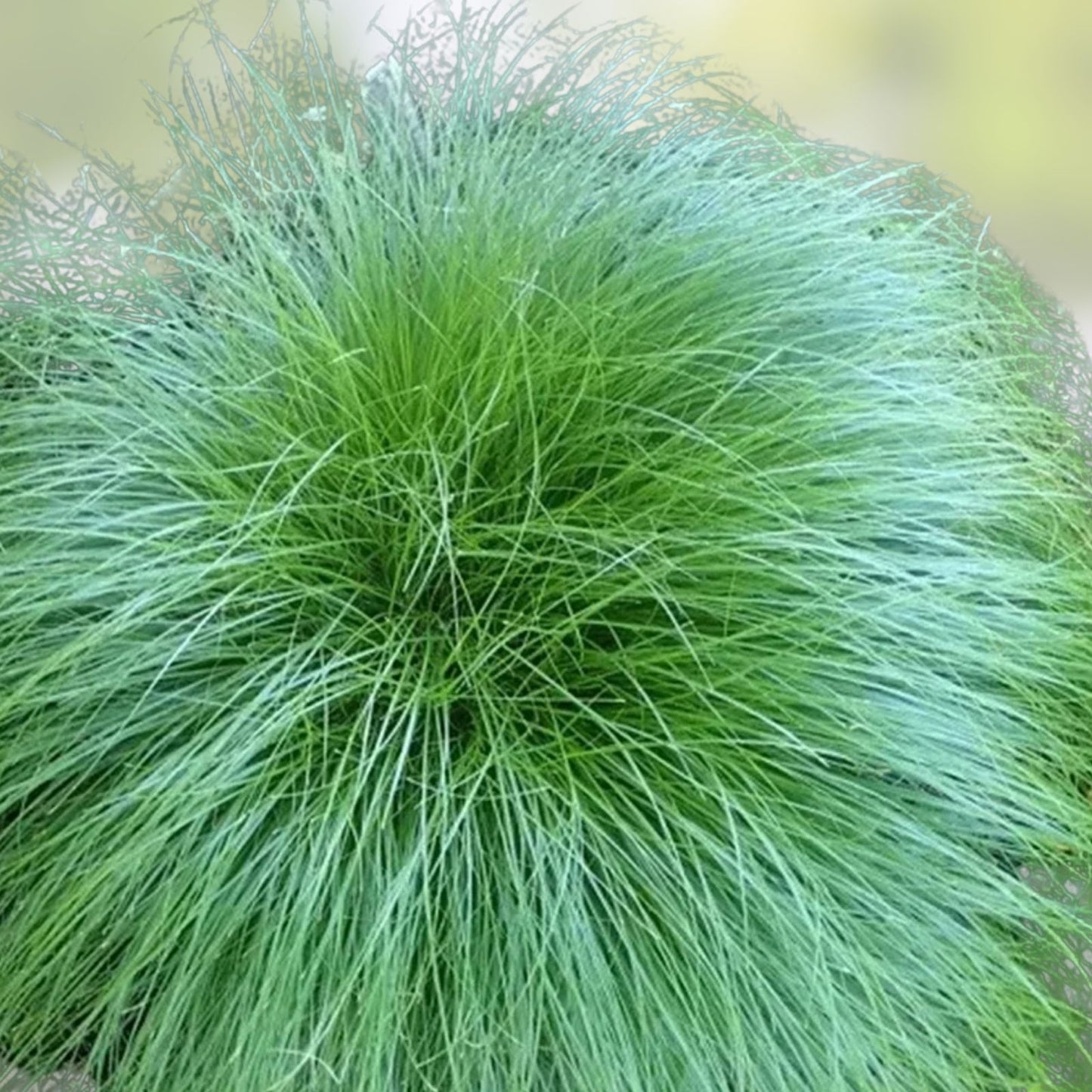 Elephant Grass Seeds 30 Pack Tall Pennisetum purpureum Ornamental Grass for Landscaping from Iowa