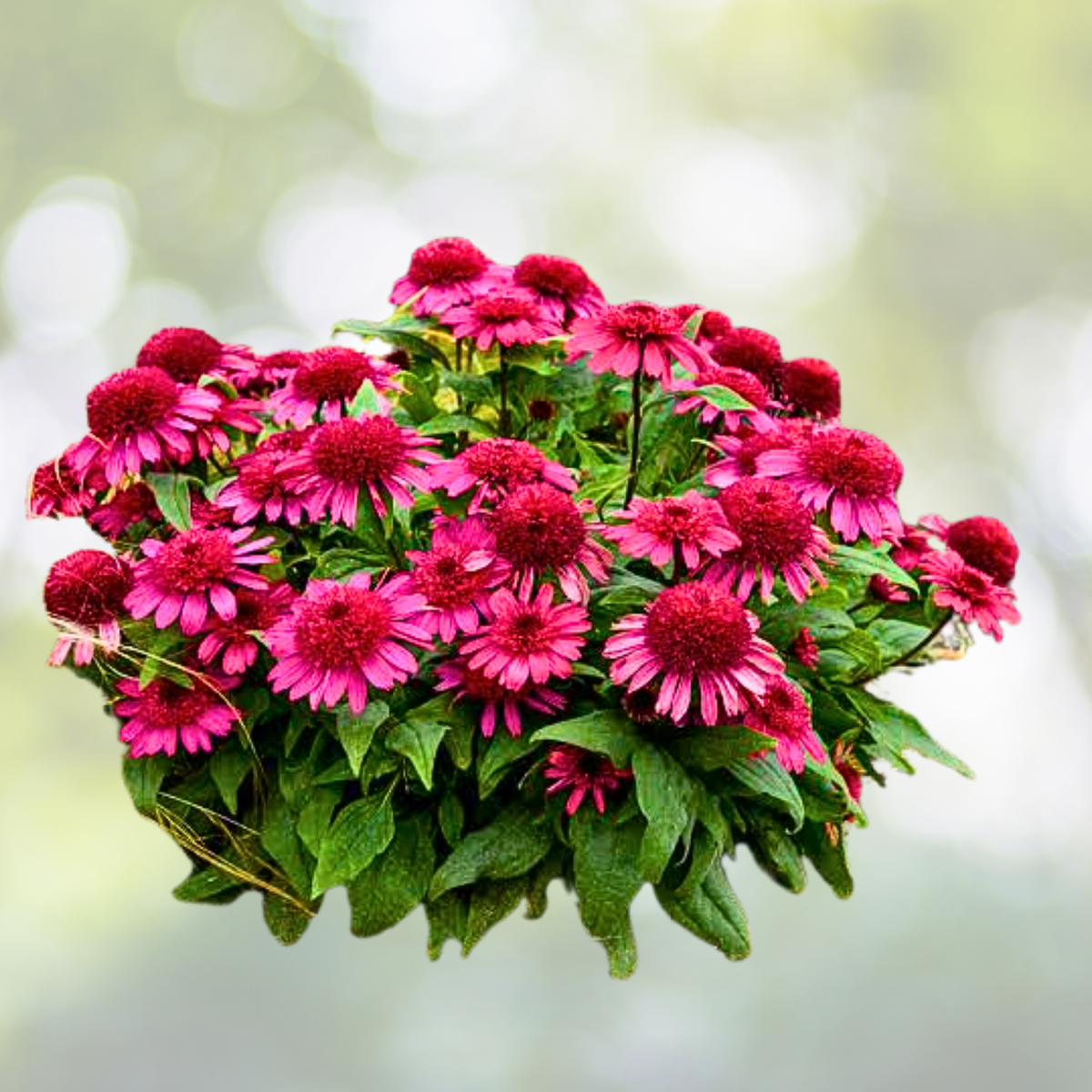Echinacea Starter Plant - DOUBLE SCOOP RASPBERRY DELUXE - Coneflower - Echinacea purpurea