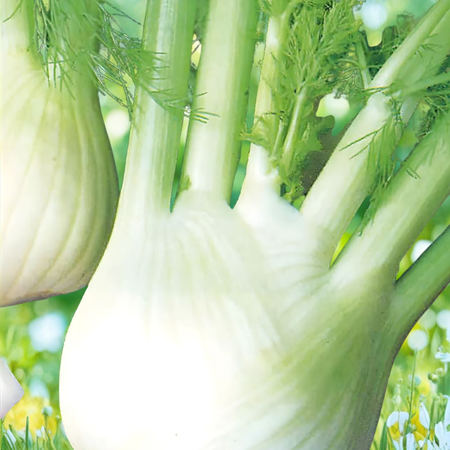 Organic Florence Fennel Seeds - 50+ Seeds, Hardy Herb Seeds for Full Sun & Well-Drained Soil, Foeniculum vulgare