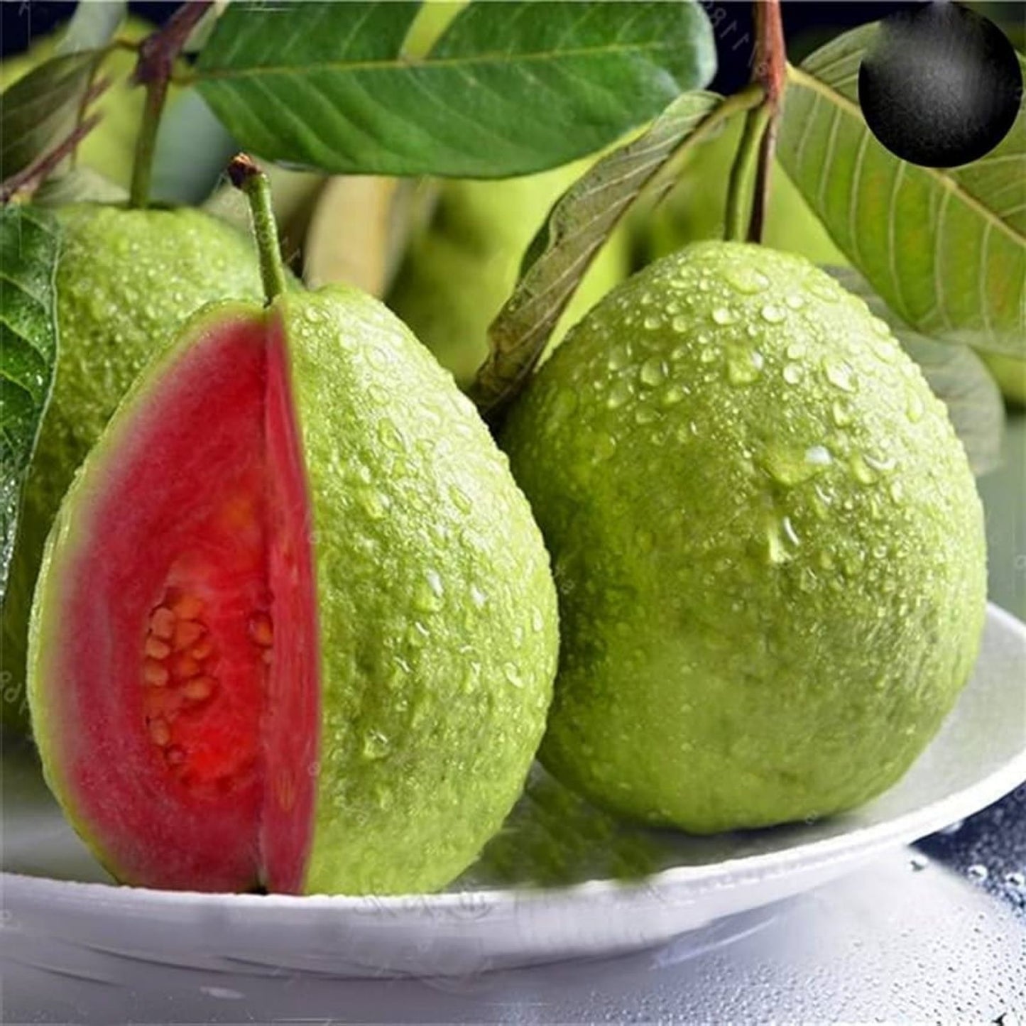 Guava Fruit Tree Seeds - Tropical Exotic Fruit - Psidium guajava - Ideal for Planting and Home Gardens