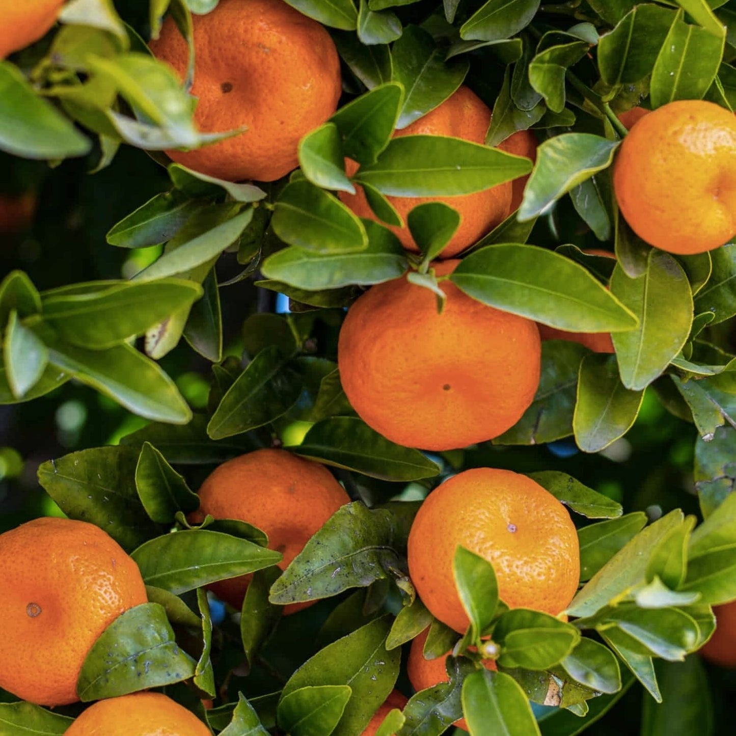 Edible Orange Tree Seeds 10 Pack, Grow Citrus sinensis, Delicious Oranges, Fruit Tree Seeds from Iowa