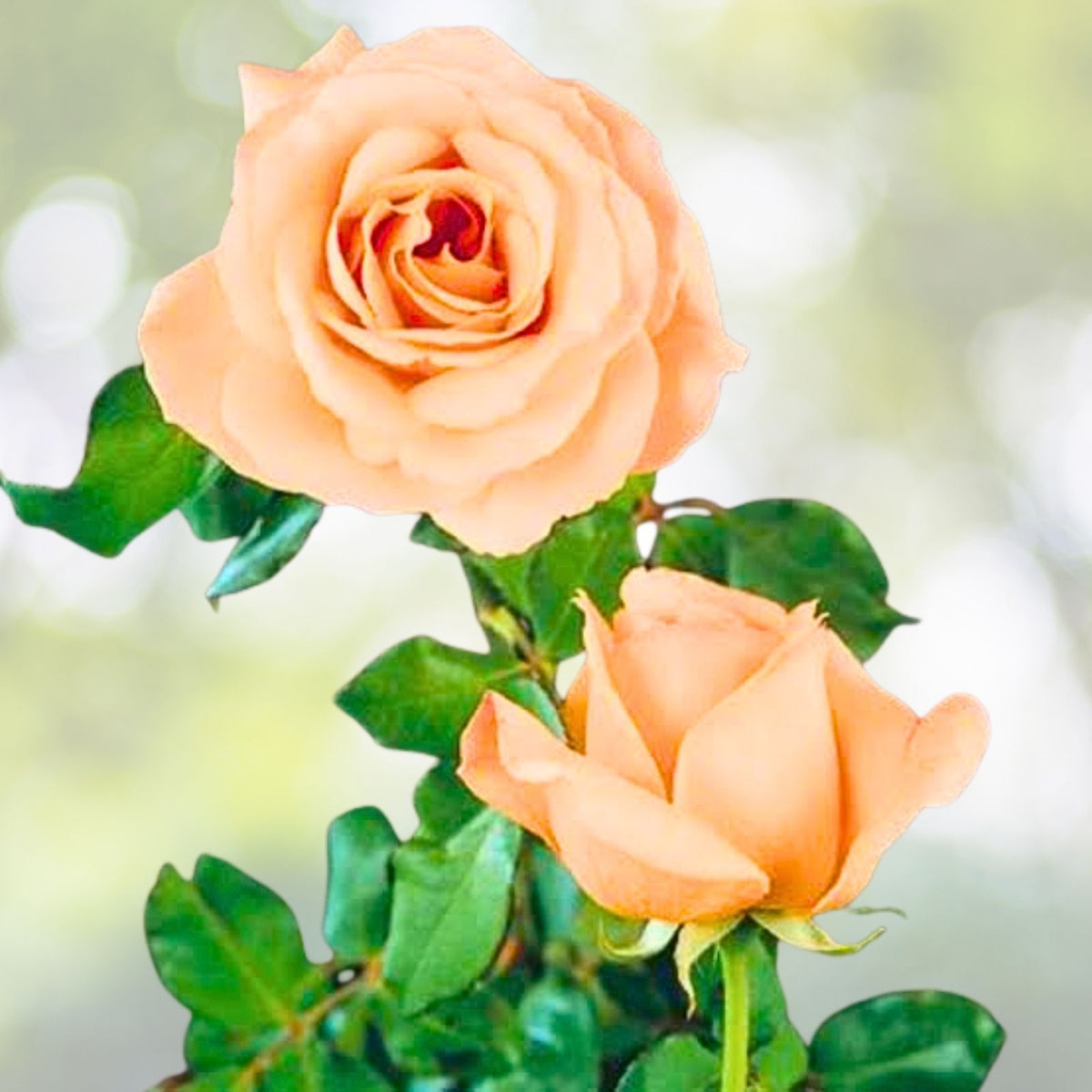 Yellow Apricot Rose Cuttings 3 Pack for Rooting/Grafting Rosa 'Apricot Nectar' - Ideal for Gardeners and Floral Arrangements