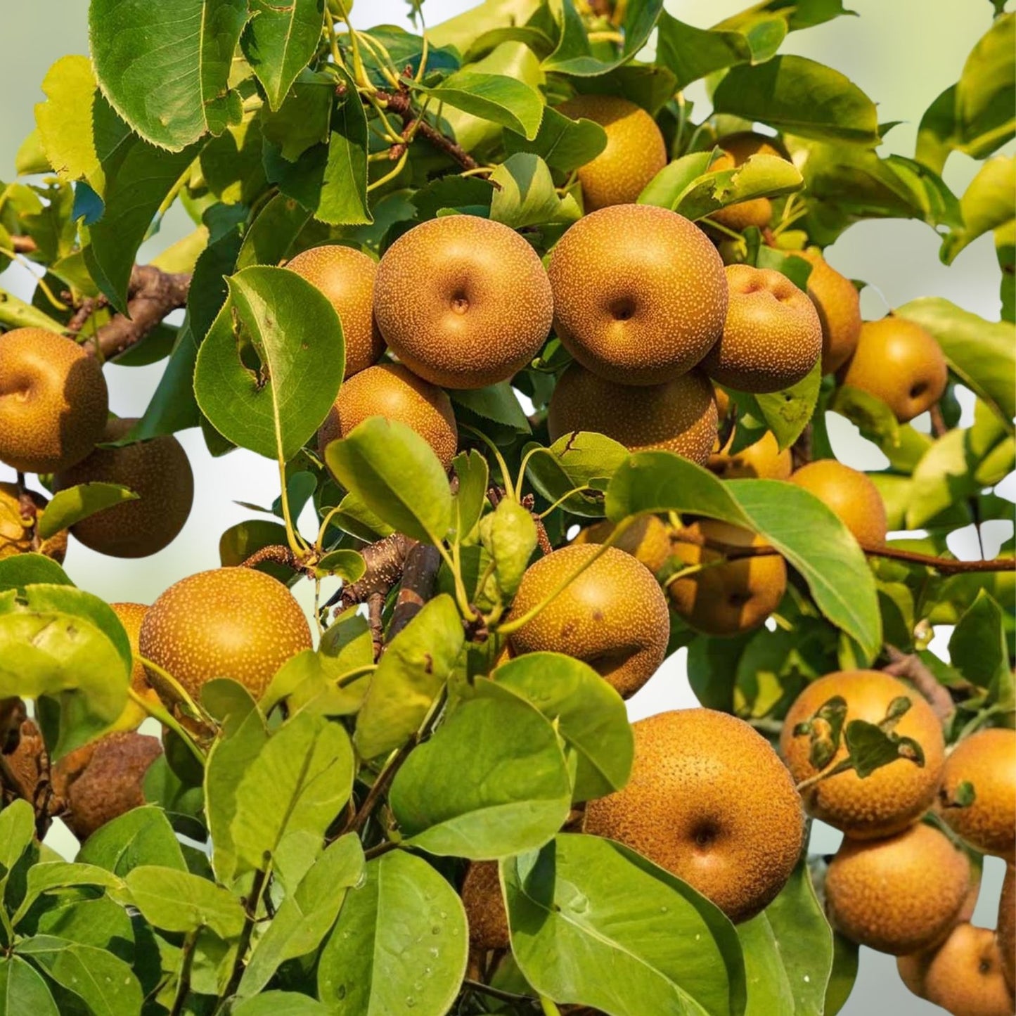 Chojuro Plant Cuttings - 4 Golden Brown Round Crispy Juicy Pyrus pyrifolia Fruit Cuttings