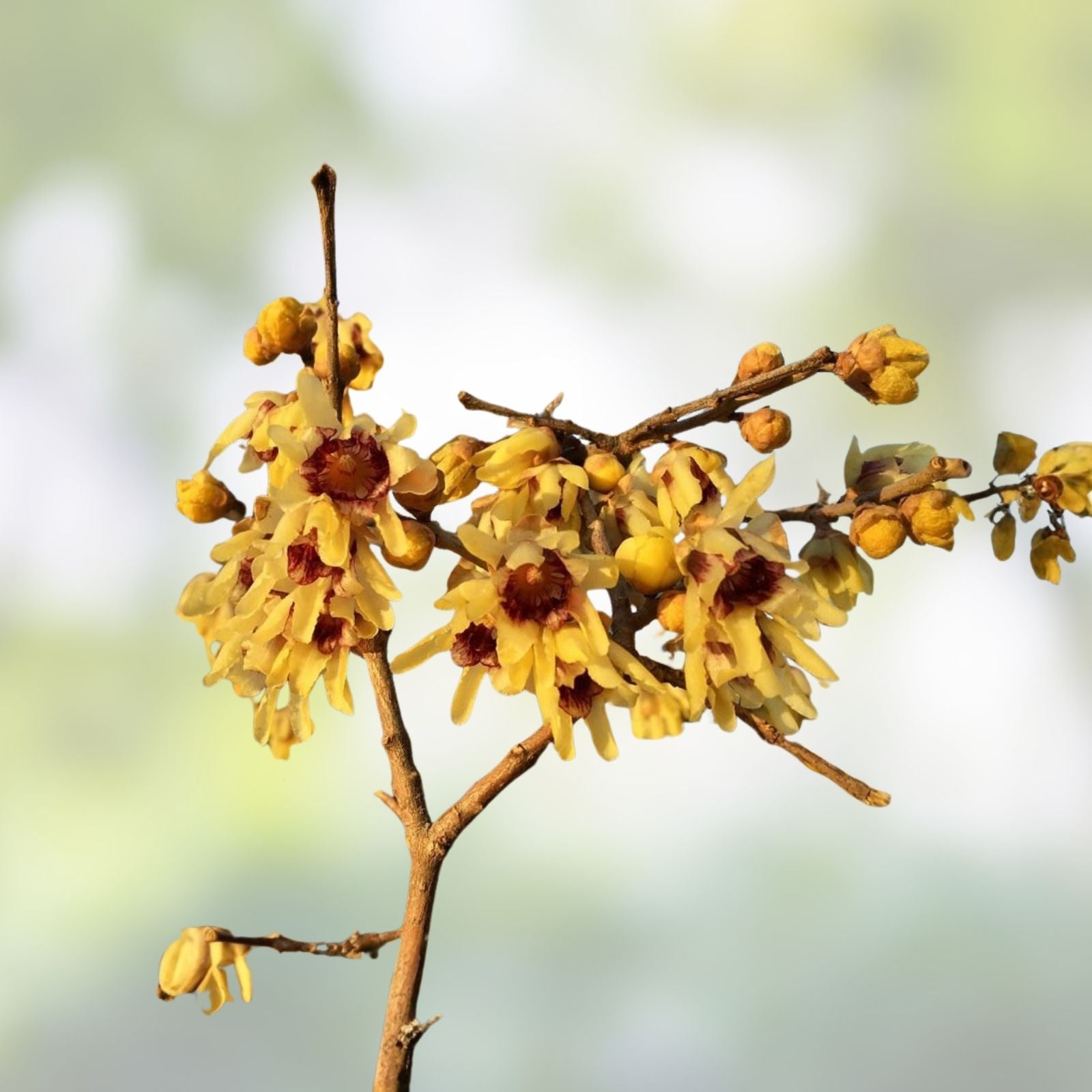 Wintersweet Bonsai Tree Seeds 10 Pack - Fragrant Flowering Seeds for Indoor and Outdoor Gardening - Chimonanthus praecox
