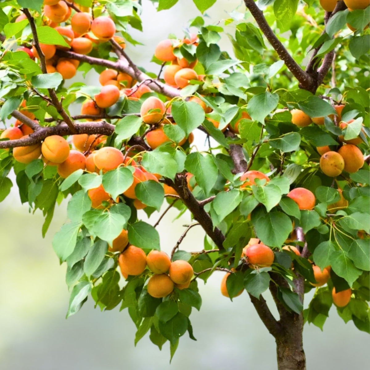 Apricot Tree Seeds - 10 Pack, Prunus armeniaca, Fast Growing, Self-Pollinating, Hardy Zones 3-7, Fragrant Pink Blooms