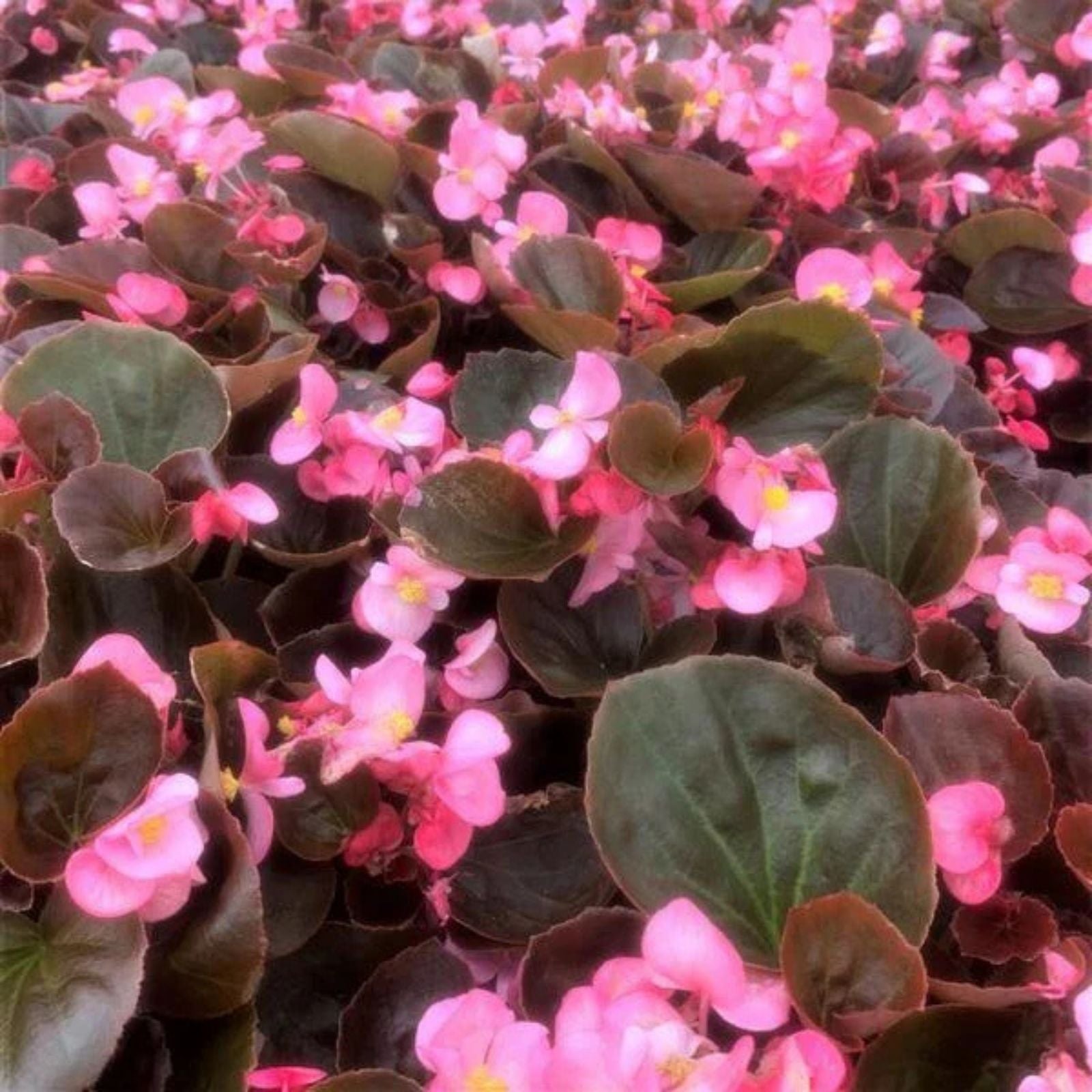 Begonia Seeds 100 Count - Cocktail Brandy Variety - Flowering Tuberous Begonia x tuberhybrida for Garden Patio Planting