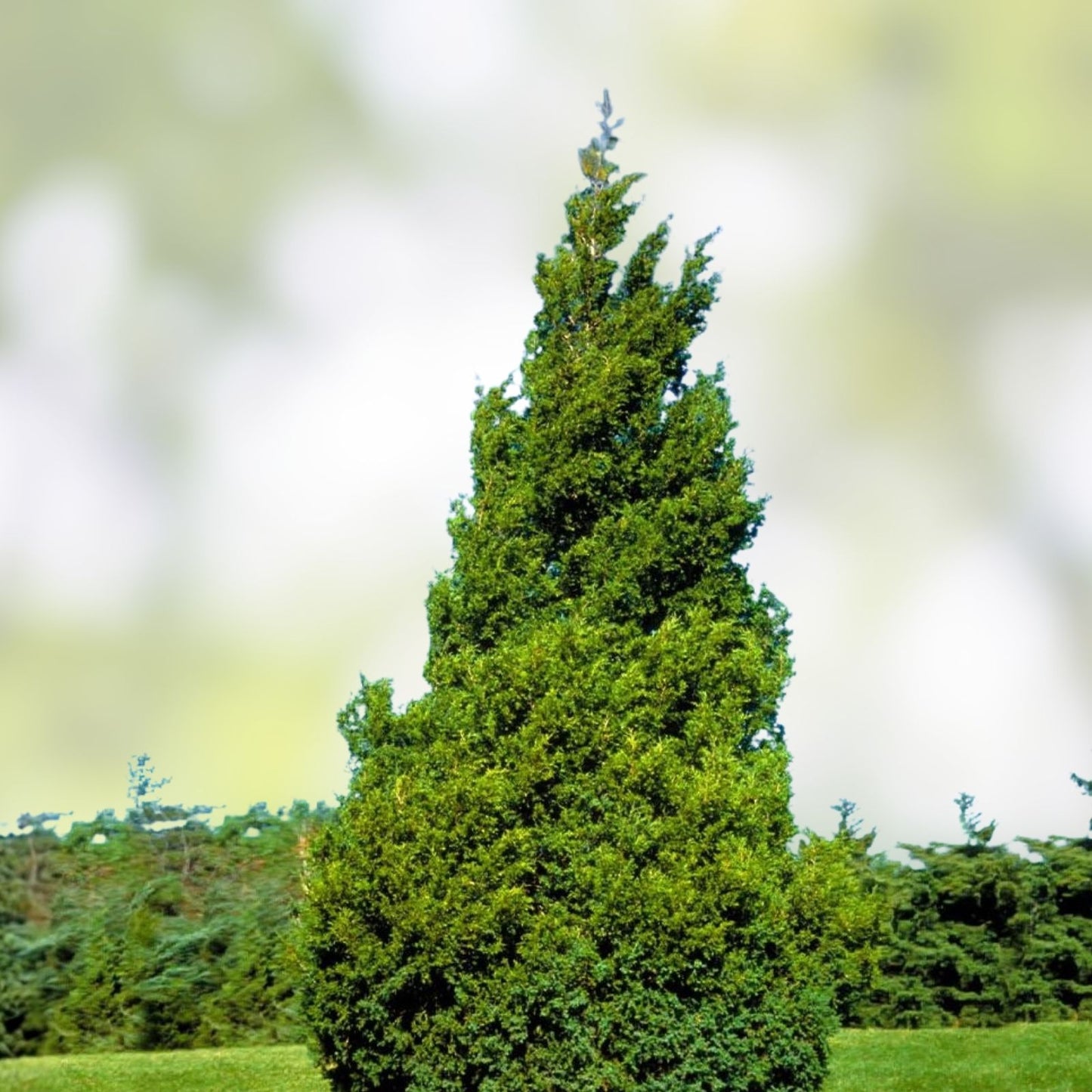 50+ Thuja Tree Seeds - White Cedar Arborvitae for Hedge Row - Thuja occidentalis - Evergreen Conifer Seeds for Landscaping