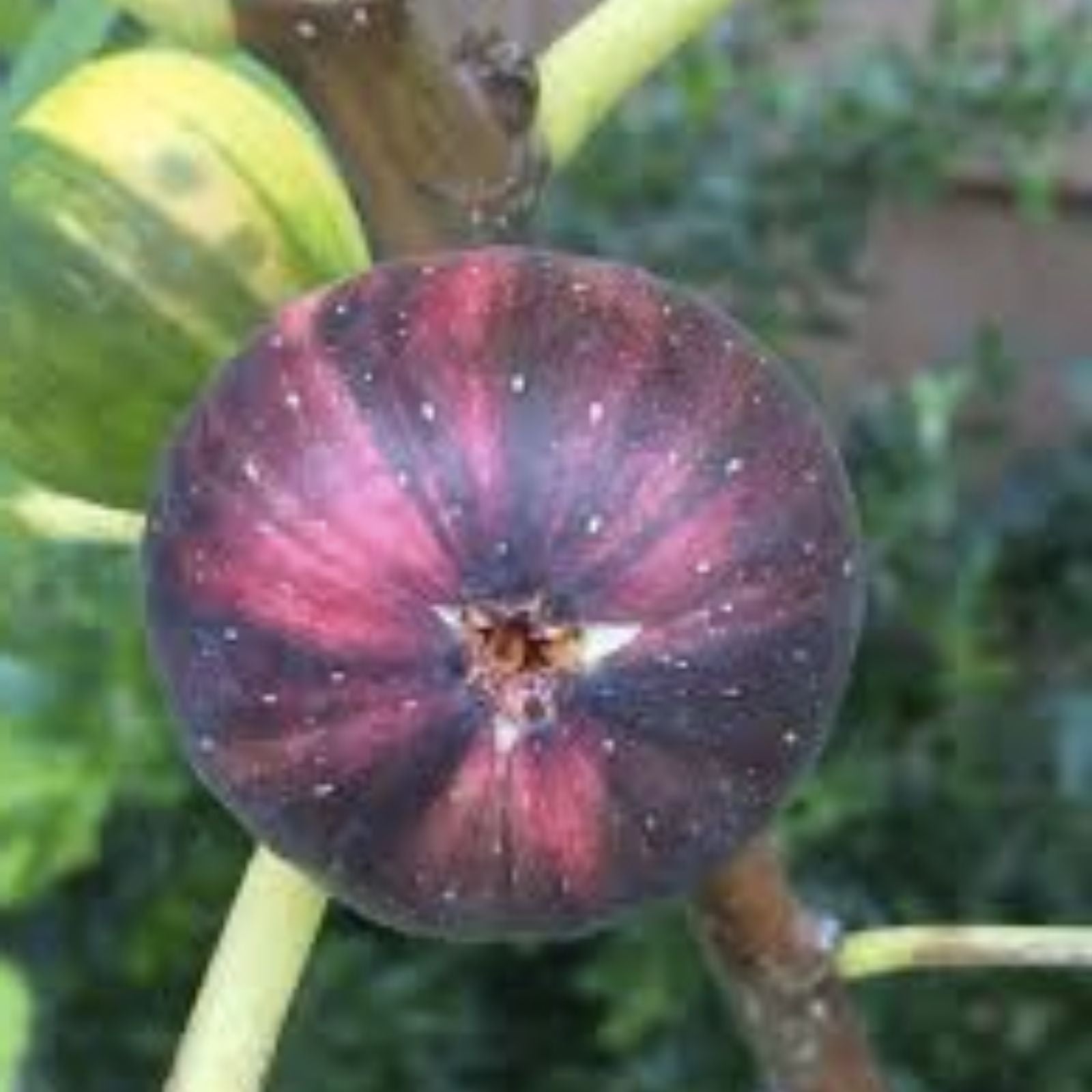 Martinenca Rimada Fig Tree Cuttings - 2 Purple Striped Variegated Figs - Ficus carica Fruit Plant