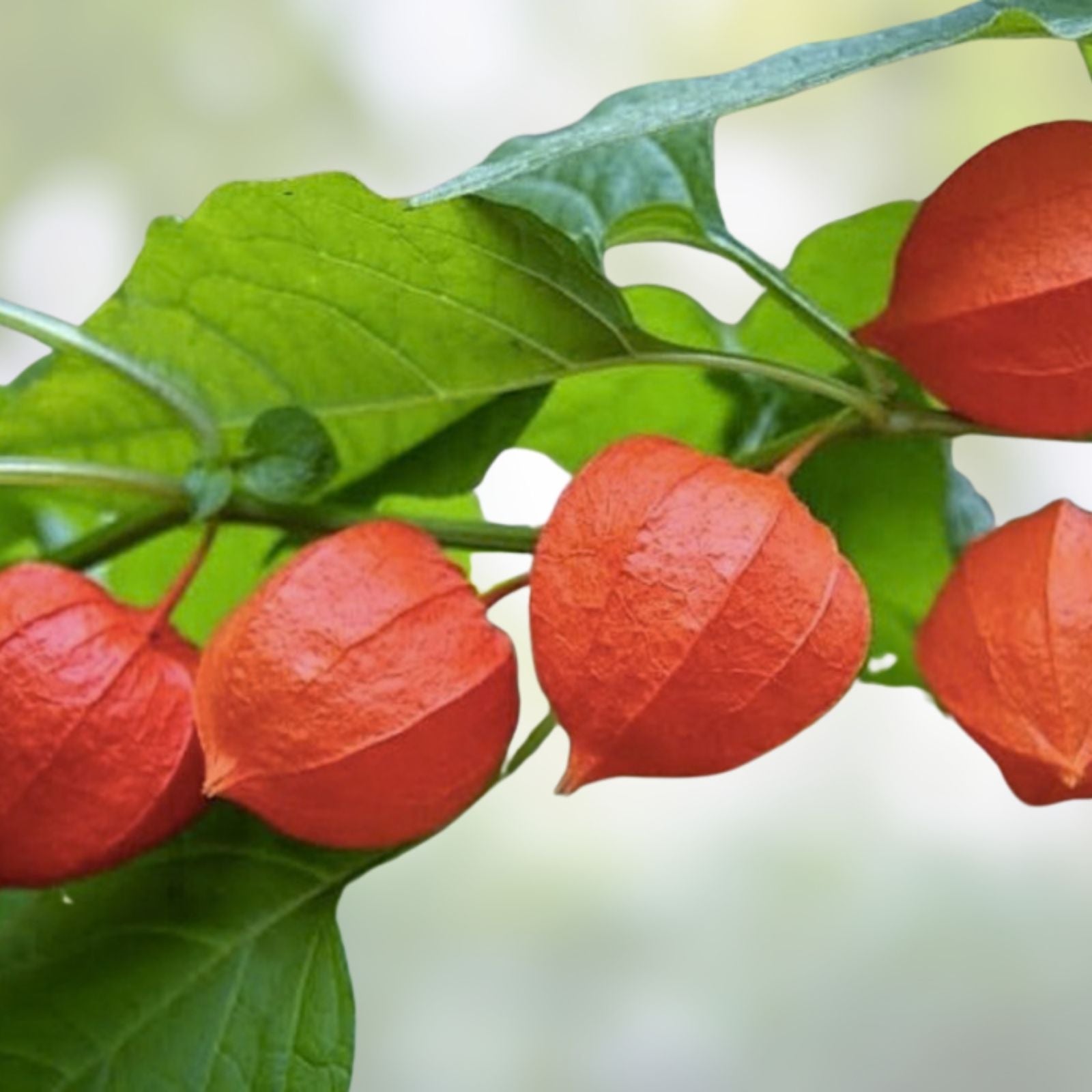 Purple Chinese Lantern Seeds 100 Pack – Physalis alkekengi – Vibrant Lantern-Like Blooms for Gardening