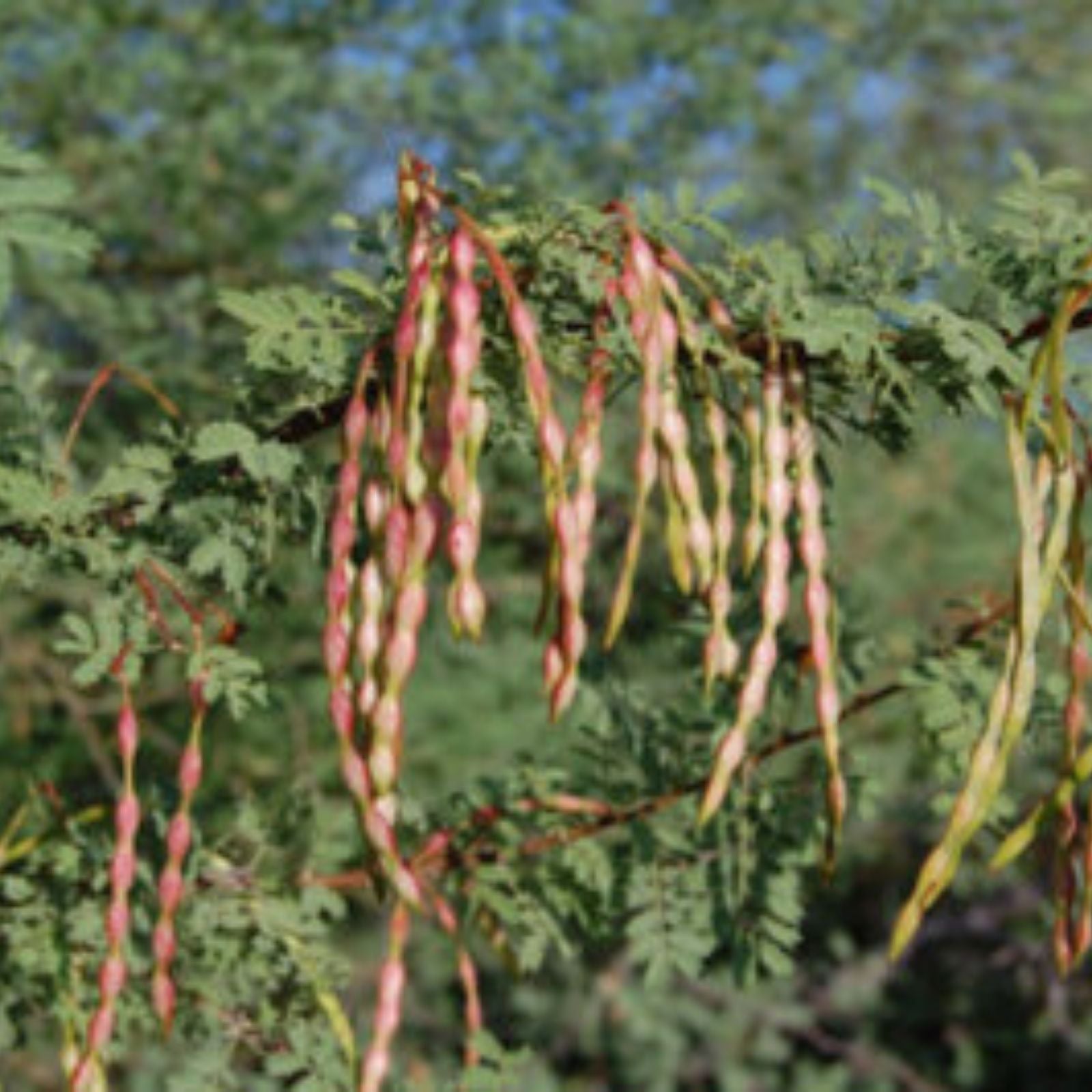 Acacia Constricta Tree Seeds - White Thorn Whitethorn - Drought-Tolerant Native Plant - 30 Seeds