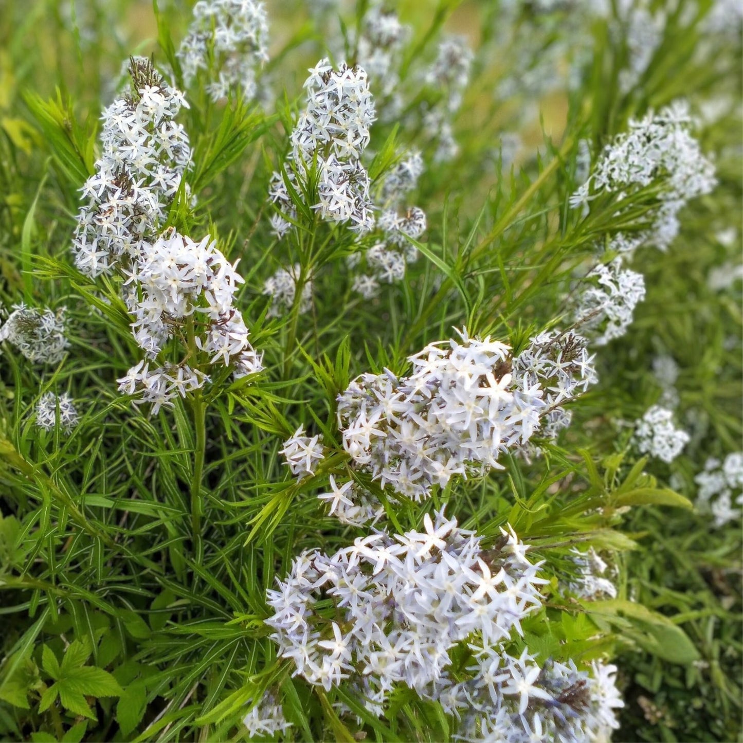 Threadleaf Bluestar Live Plant 4" Pot - Amsonia hubrichtii Perennial Ground Cover with Delicate Blue Flowers
