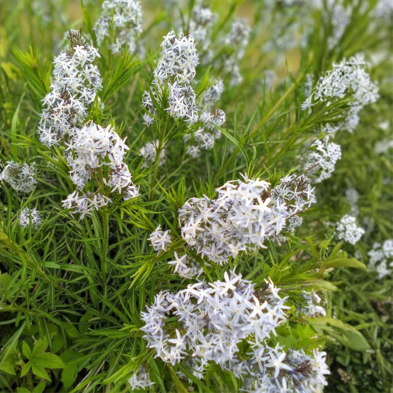 Threadleaf Bluestar Live Plant 4" Pot - Amsonia hubrichtii Perennial Ground Cover with Delicate Blue Flowers